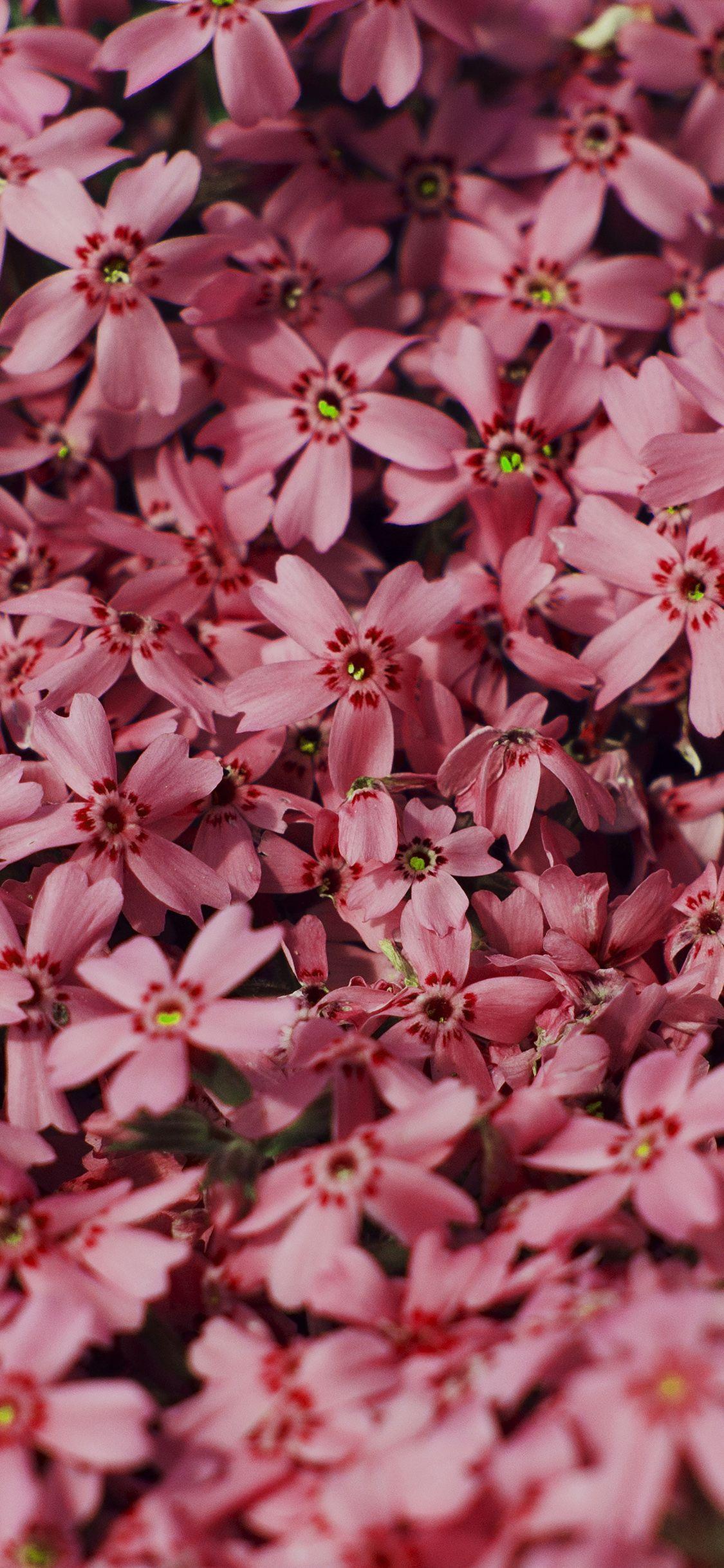 1125x2436 Red Flower Nature Party Spring Blossom Wallpaper