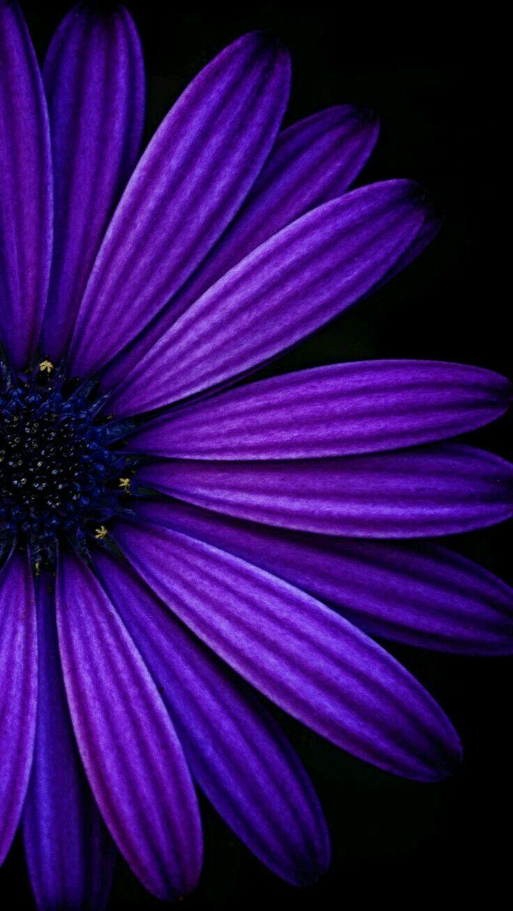 Black and Purple Flower Wallpapers - Top Free Black and Purple Flower