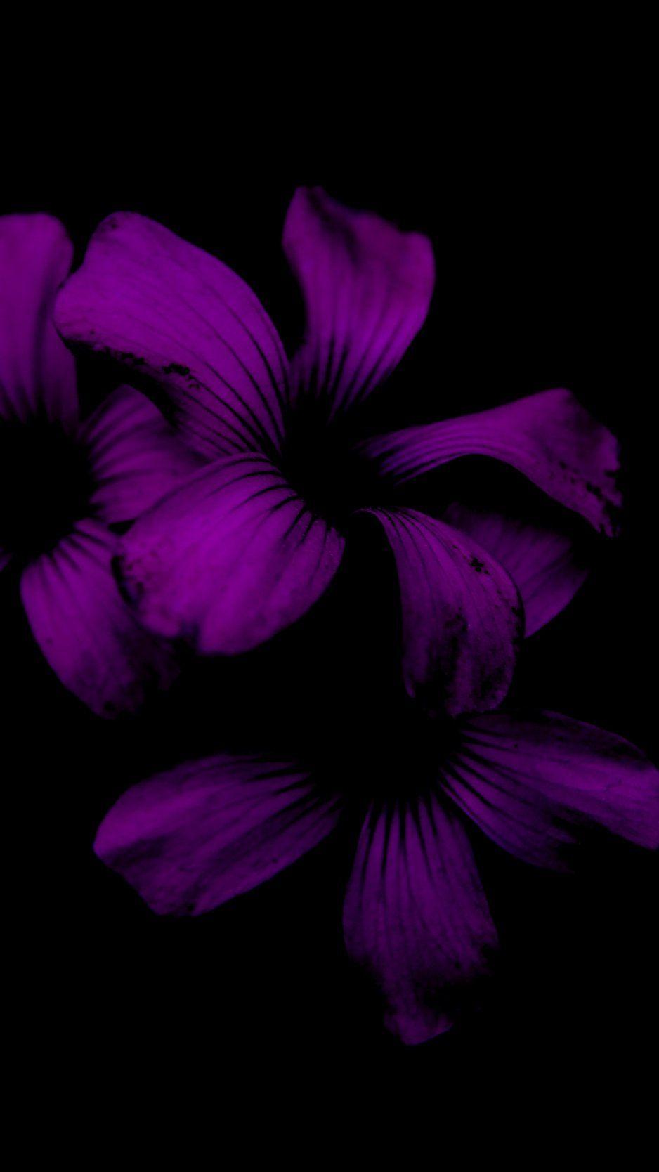938x1668 Dark Purple Flower Wallpaper