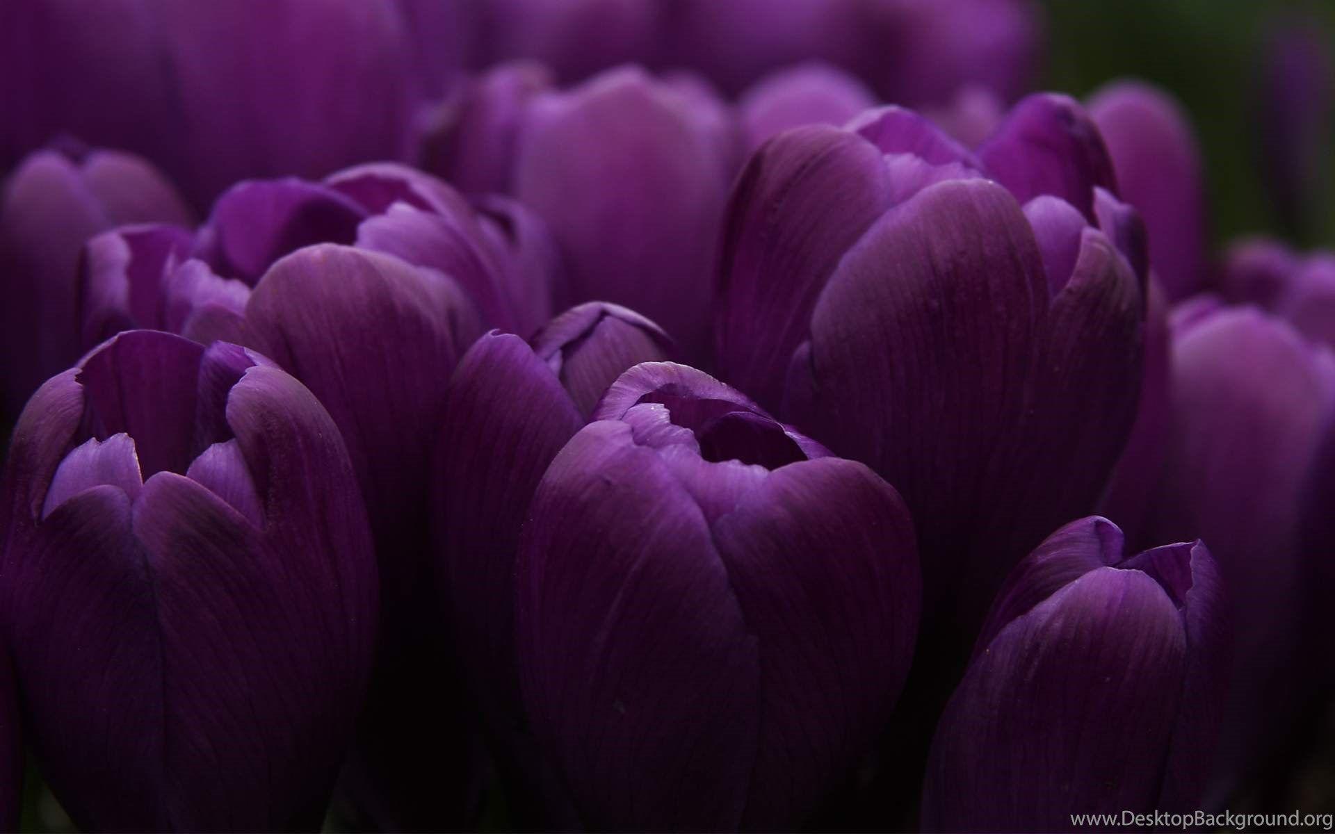 1920x1200 Dark Purple Flower Wallpaper Free Uncalke.com Desktop Background