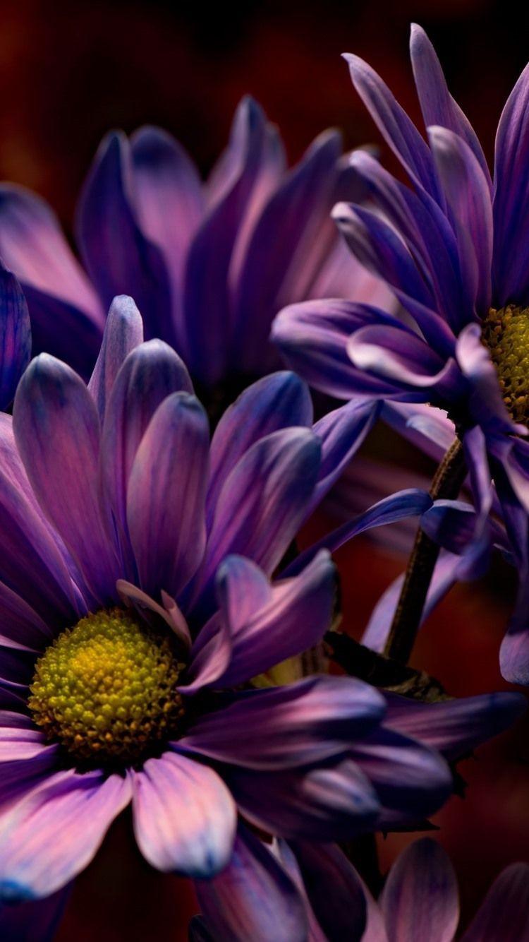 Dark Purple Flower Wallpapers - Top Free Dark Purple Flower Backgrounds ...