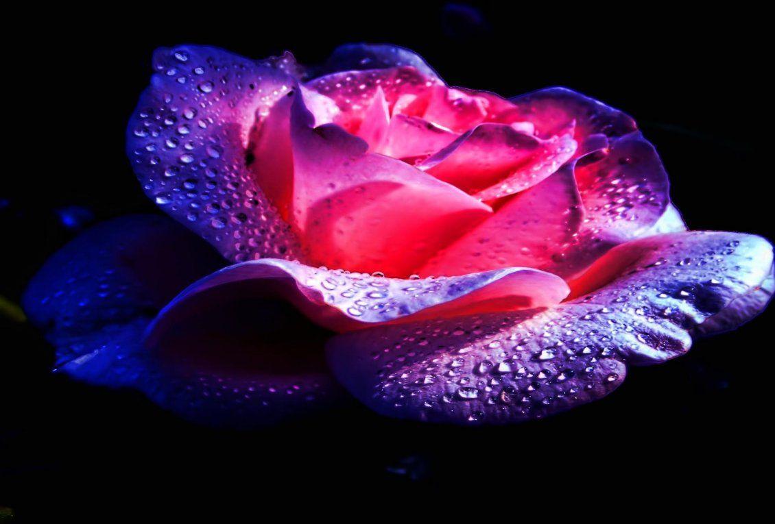1130x765 Purple and pink rose with water drops on a black background