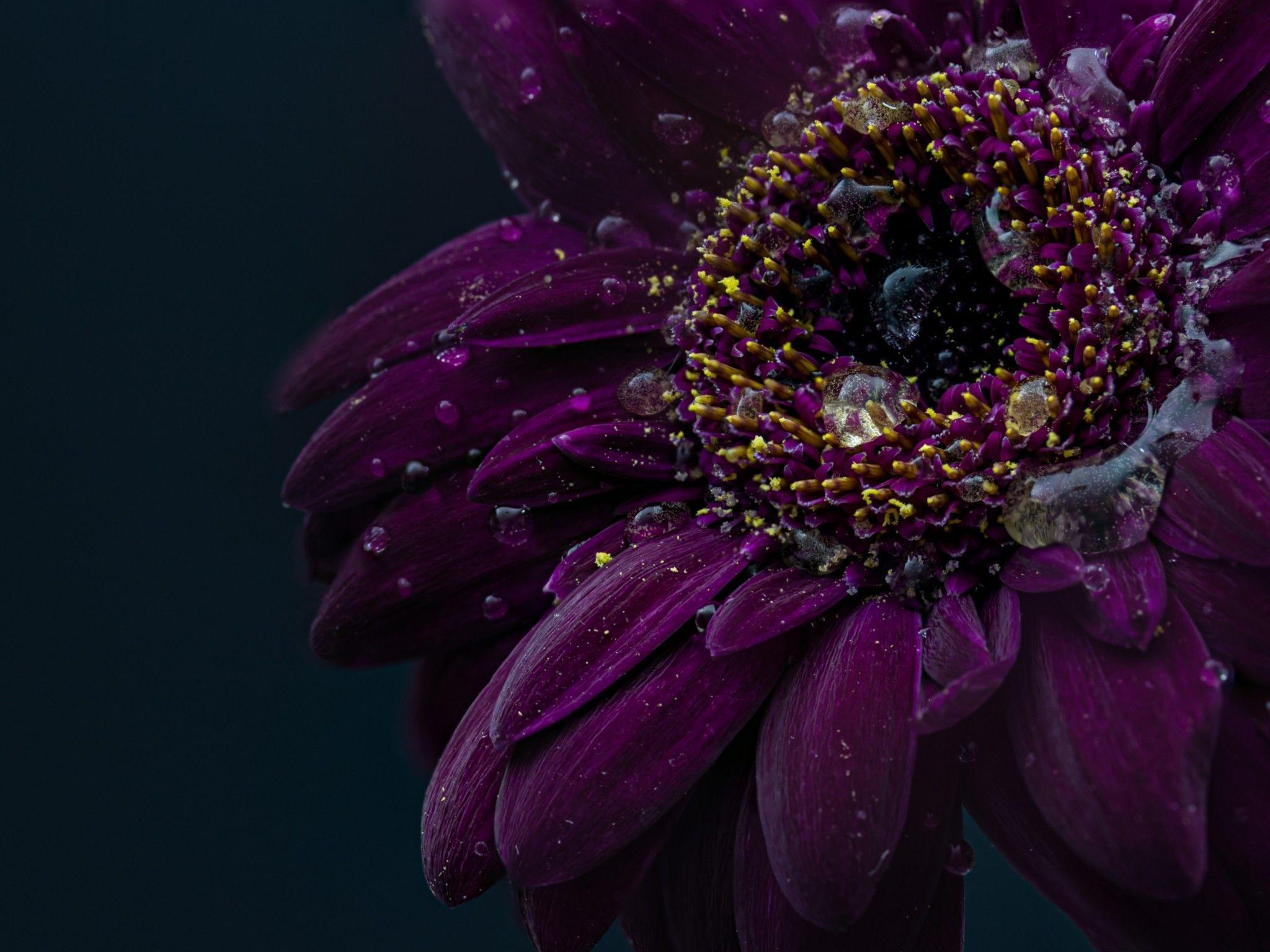 2048x1536 Gerbera flower 4K Wallpaper, Purple flower, Dark, Rain droplets