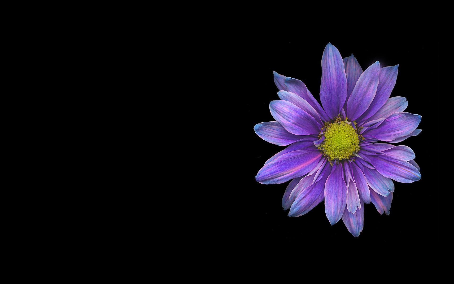 1920x1200 Purple Daisy
