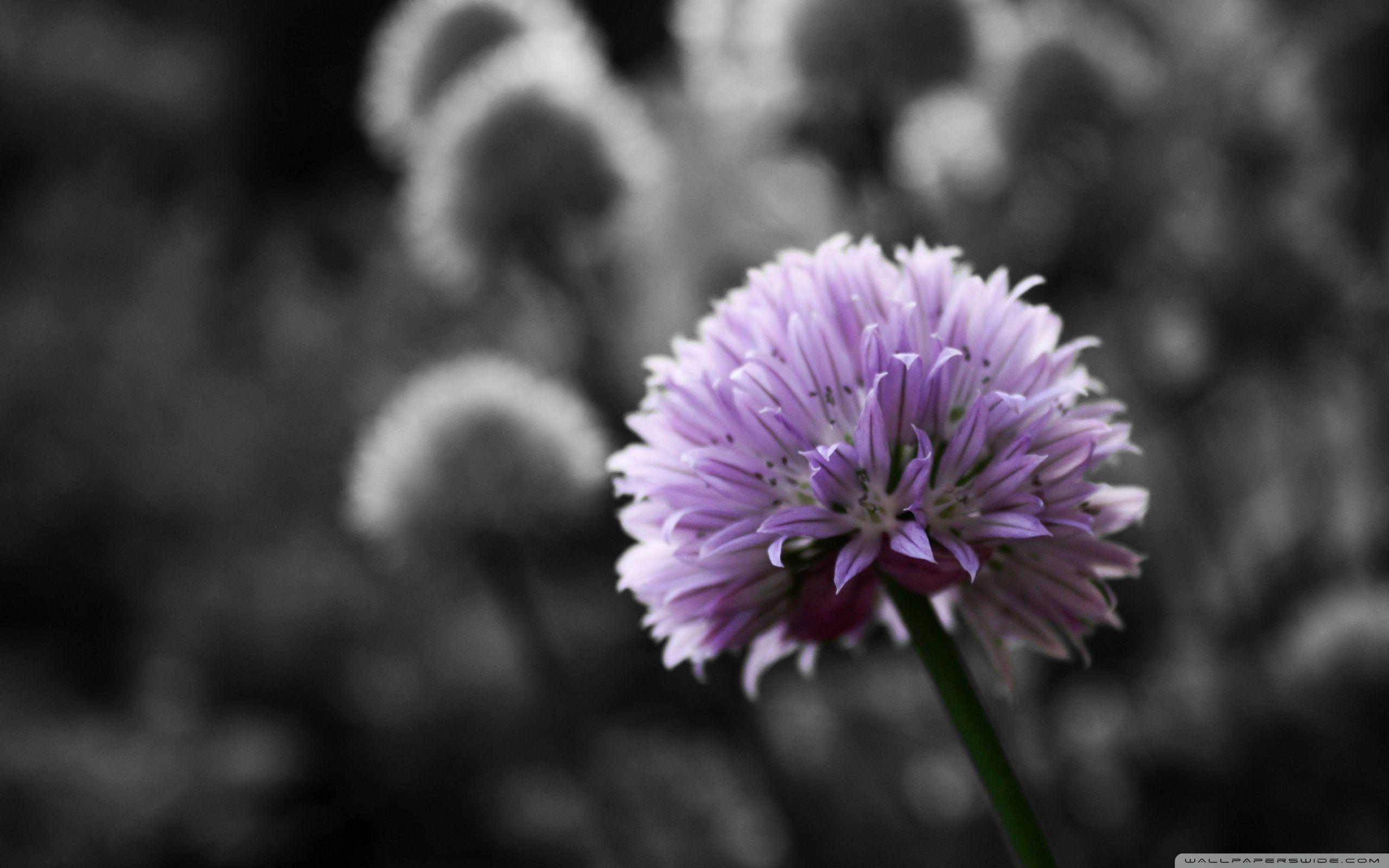2560x1600 Purple Flower On Black And White Background Ultra HD Desktop