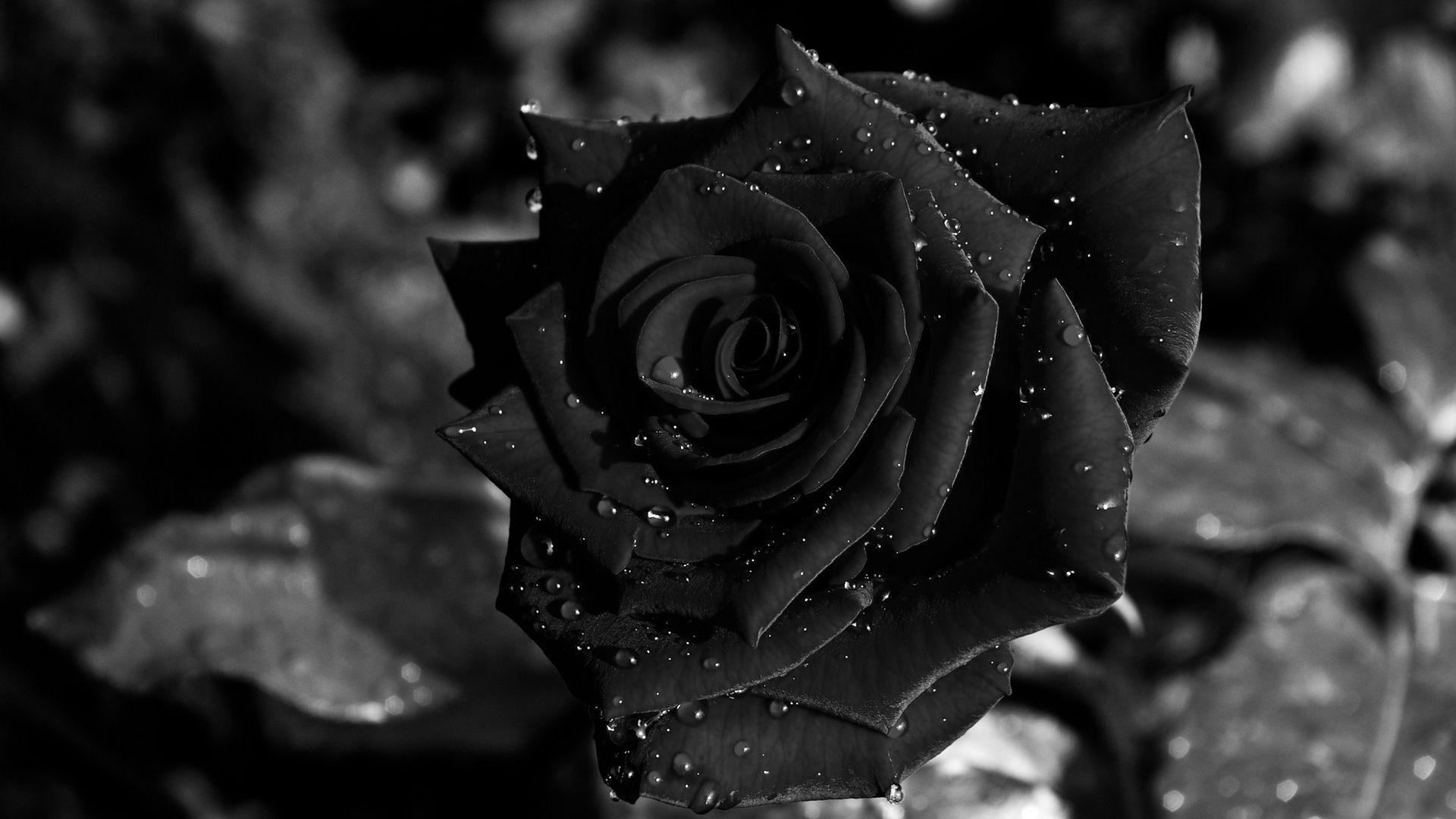 1920x1080 Free download Black Rose Wallpaper Image Photo Picture