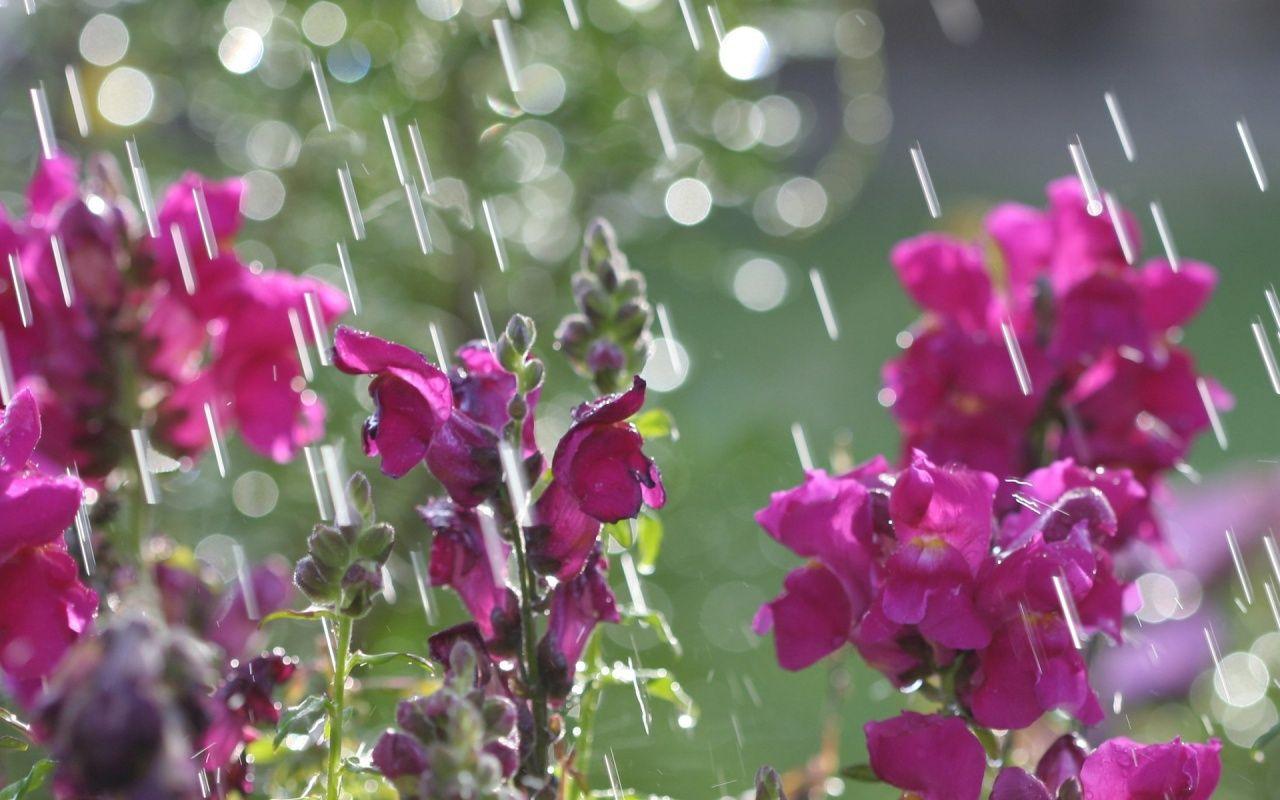 1280x800 April Showers Background. April