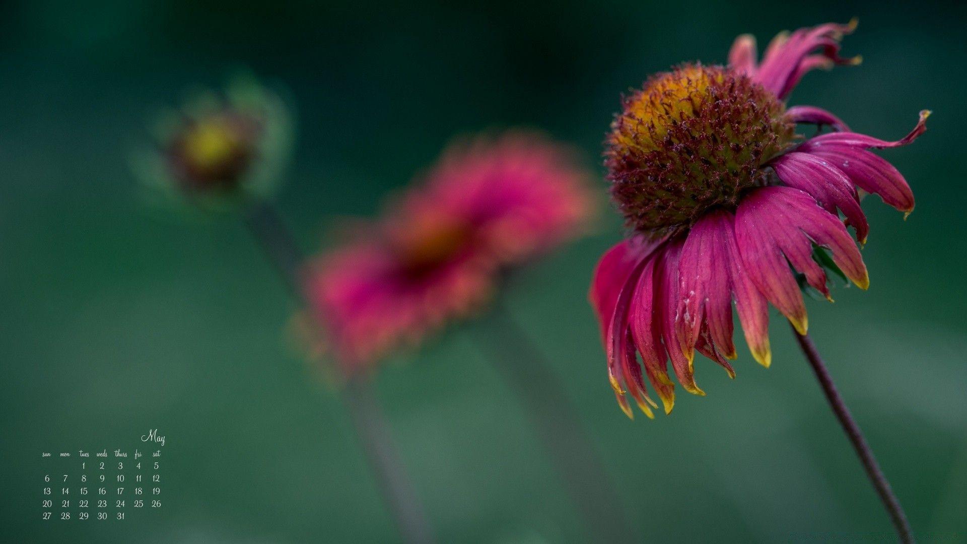 1920x1080 May Flower Calendar