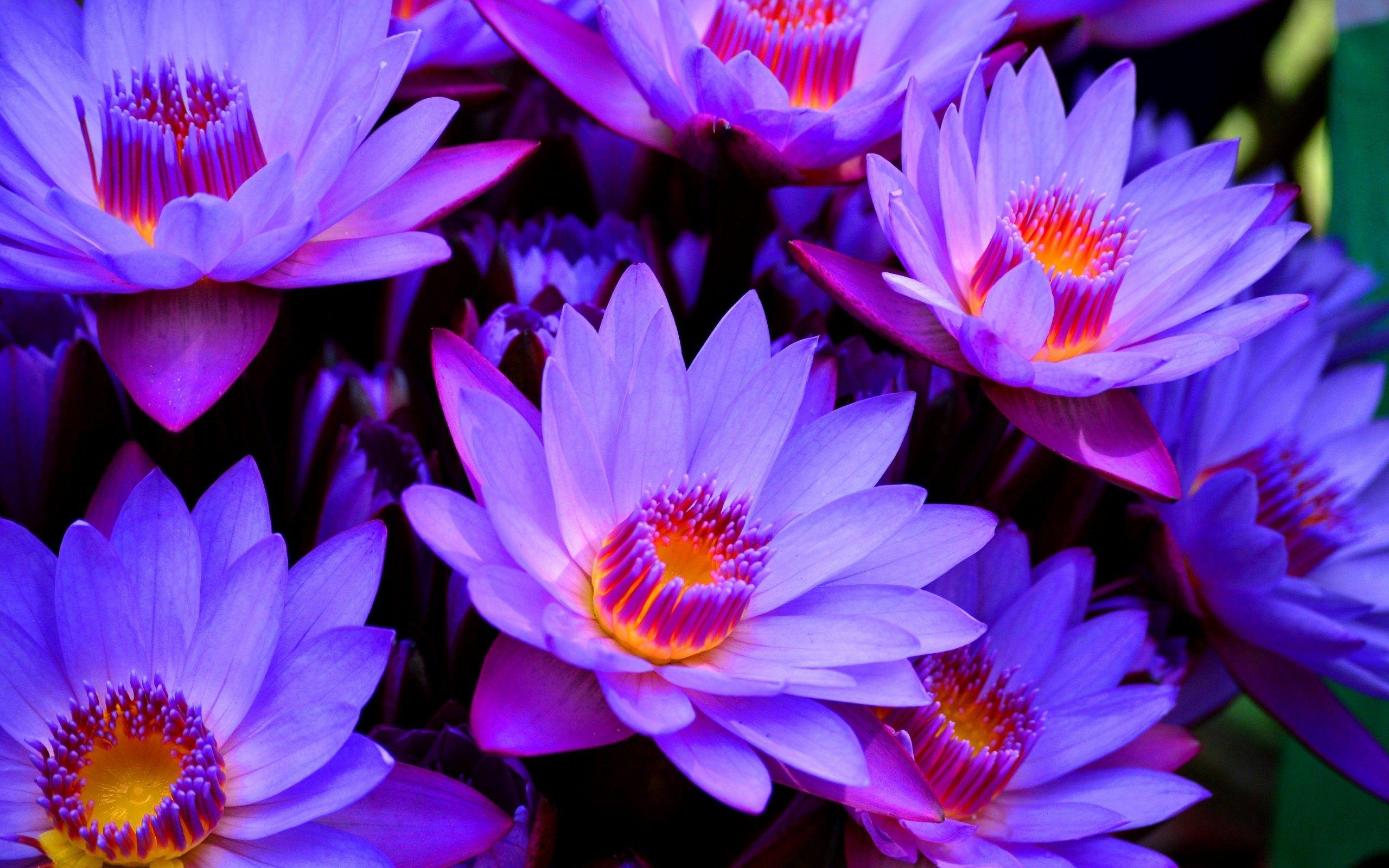 2560x1600 Black Lotus Flower Wallpaper 1080p Free Download > SubWallpaper