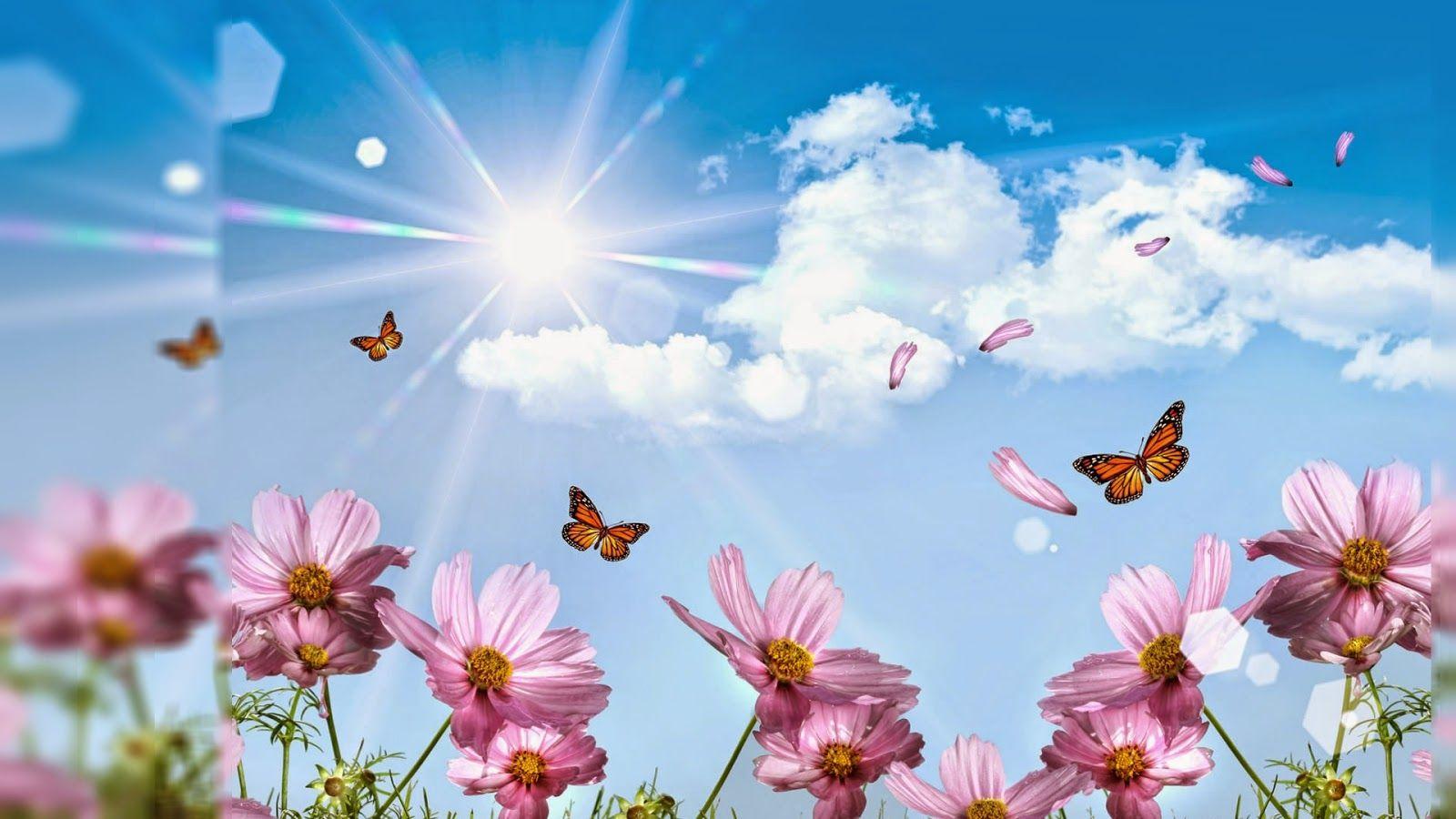 1600x900 Beautiful Flower Wallpaper For Desktop Full Screen