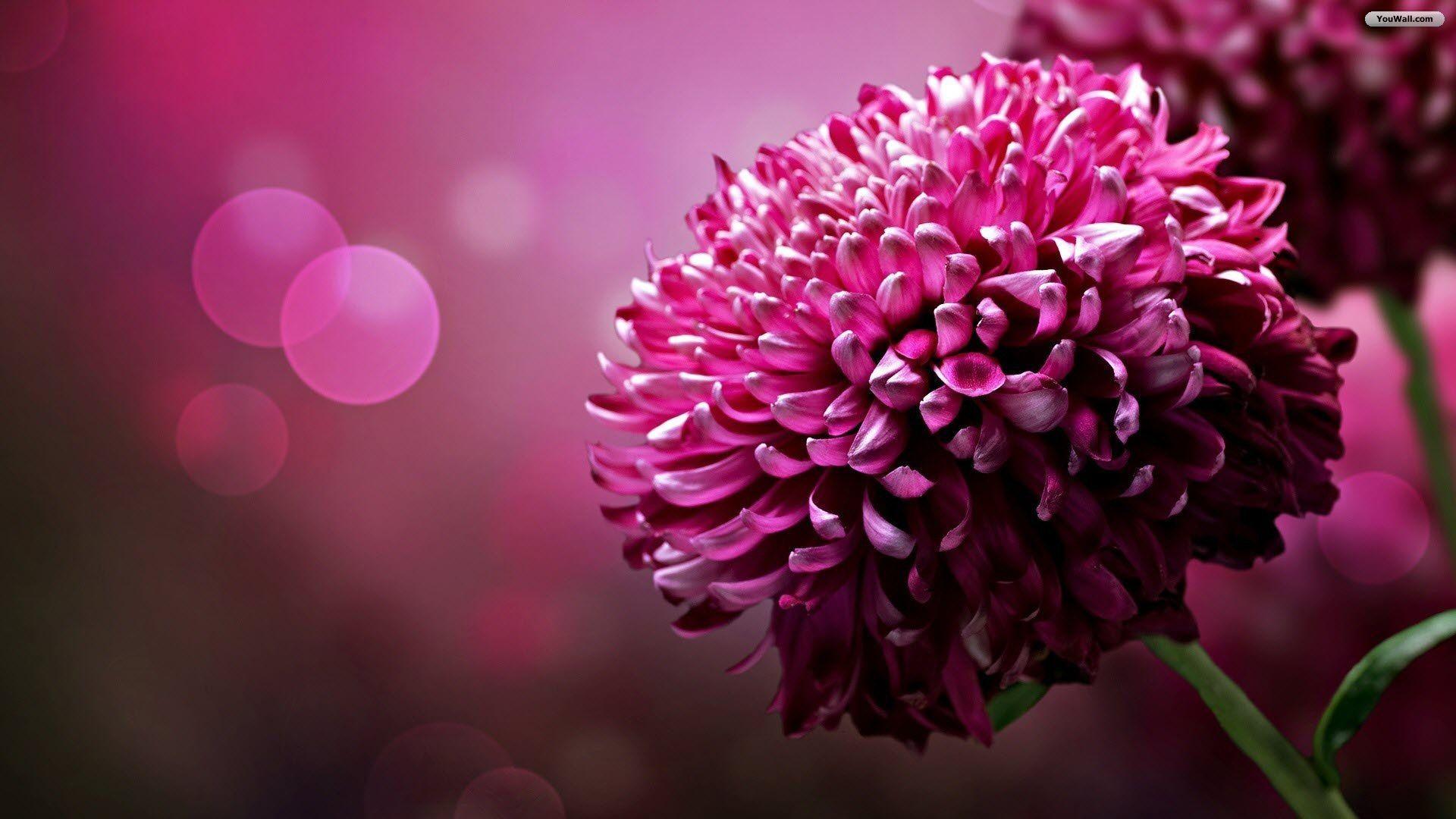 1920x1080 Picture of Flowers for Desktop Background