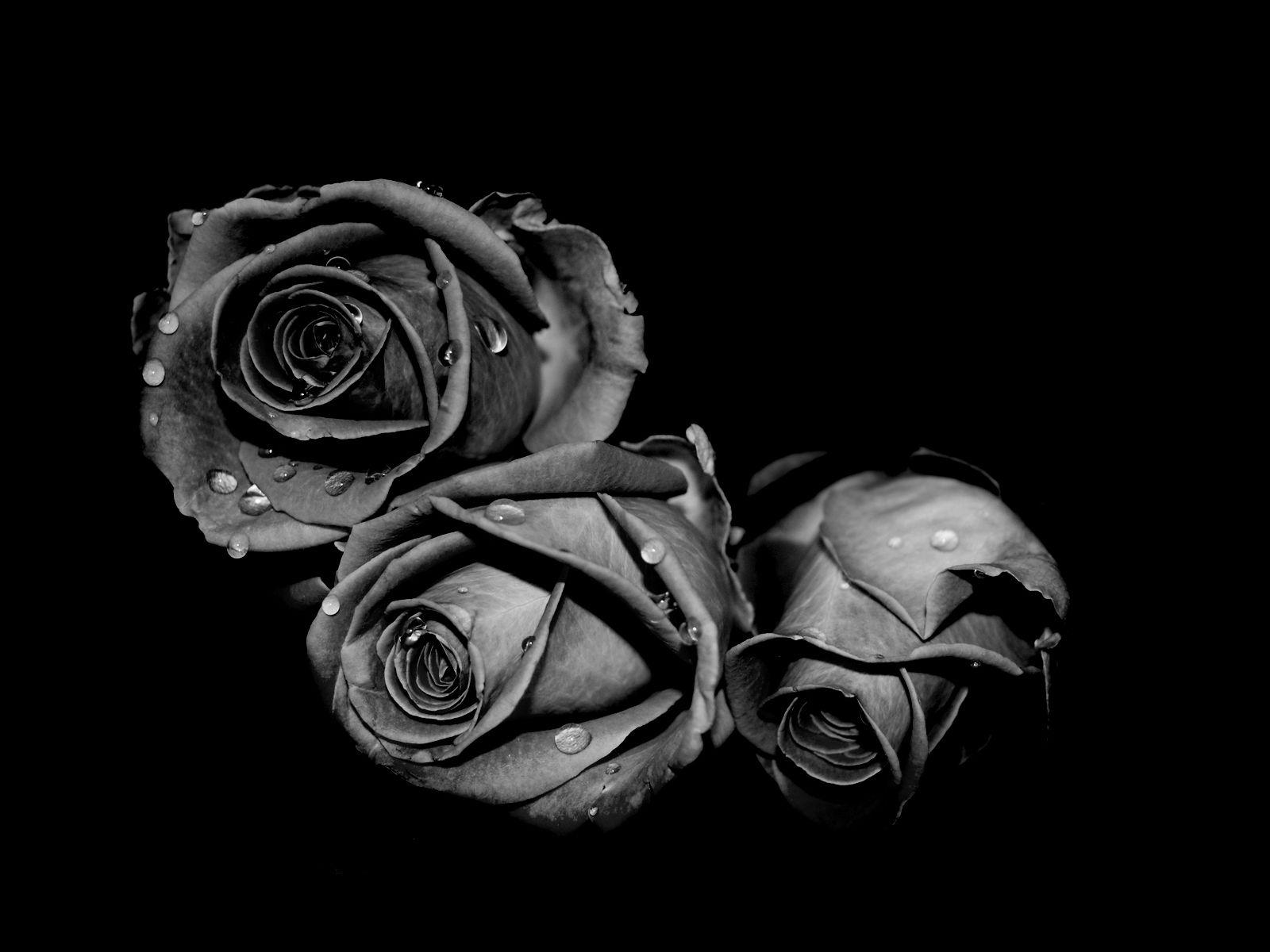 Cool Black Rose Wallpapers Top Free Cool Black Rose Backgrounds