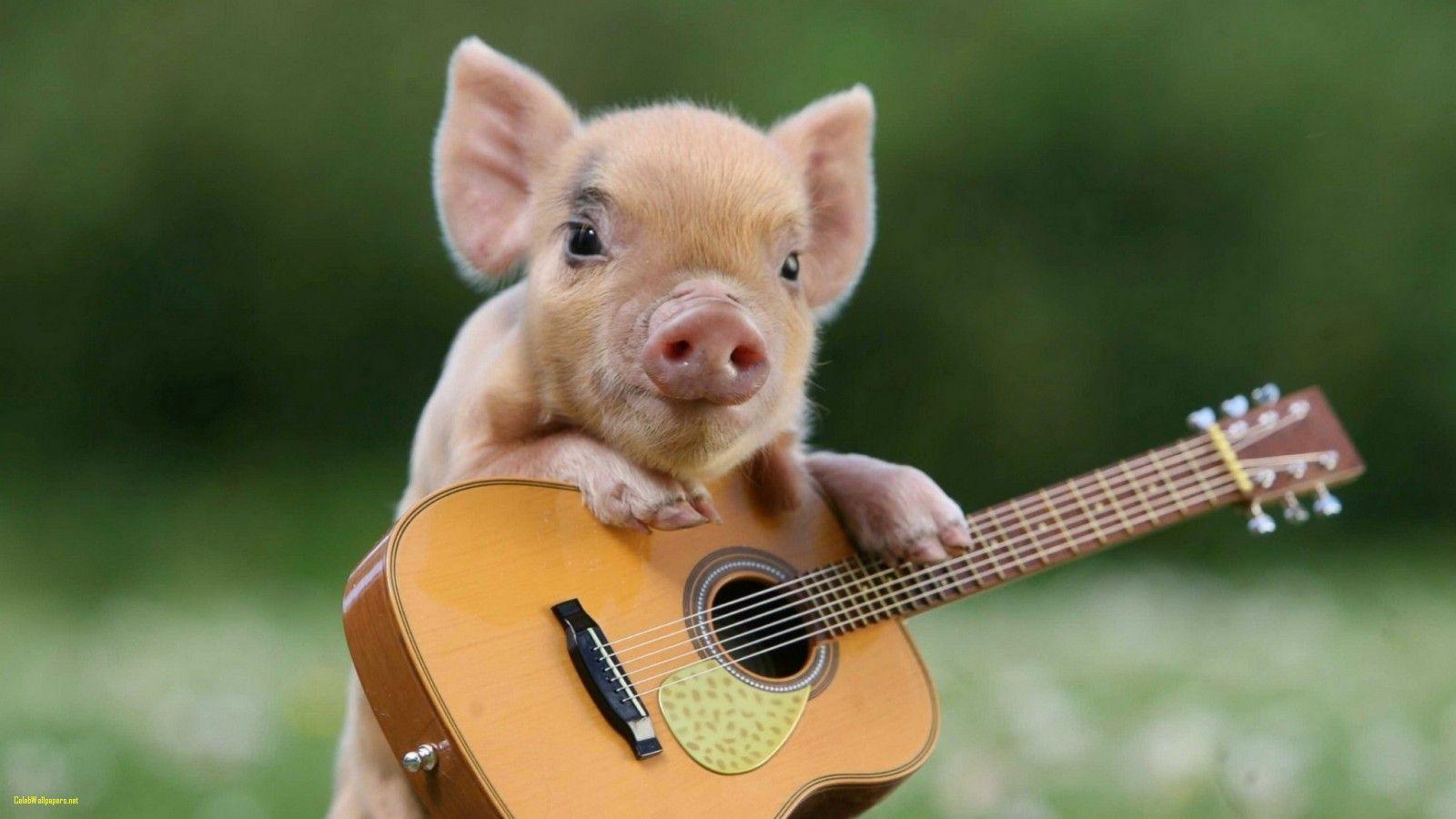 1600x900 Tải xuống Hình nền X Pig Little Pig Guitar HD Nền HD Đáng yêu