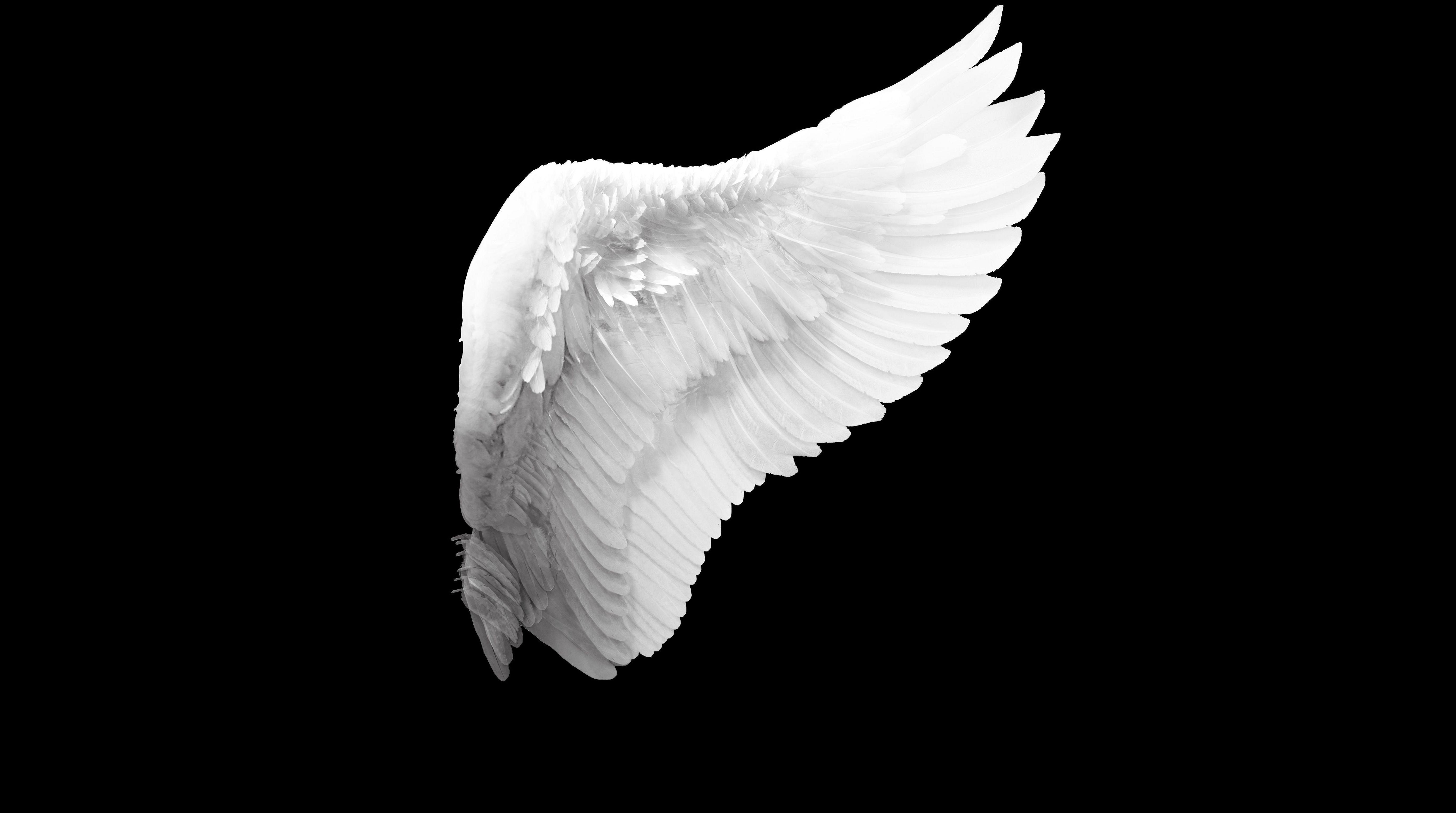 White Angel Wings Wallpapers - Top Free White Angel Wings Backgrounds -  WallpaperAccess