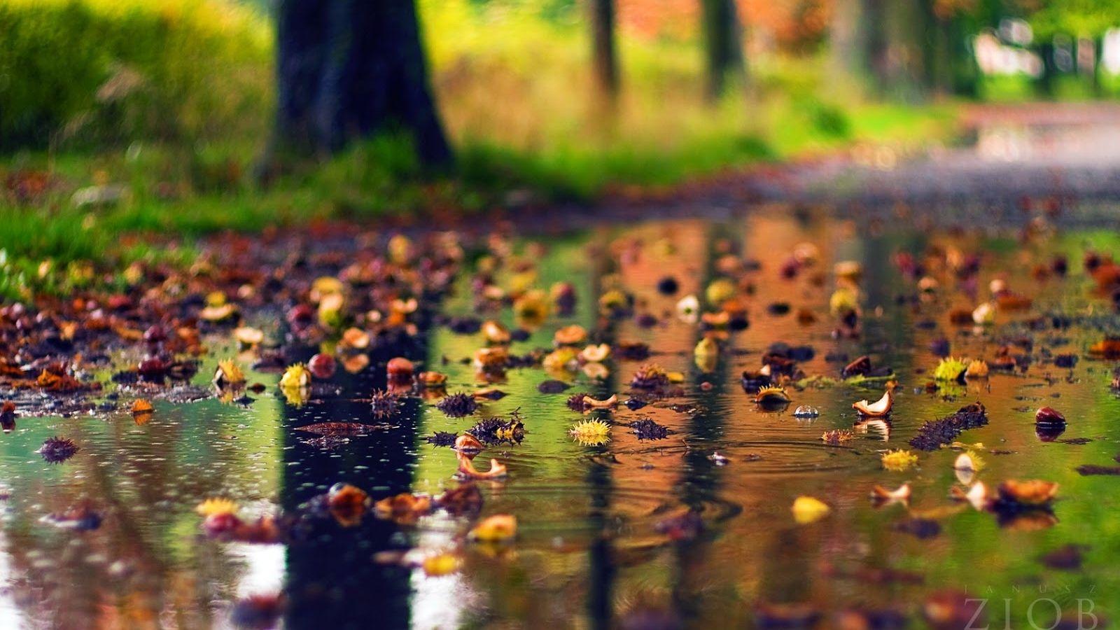 1600x900 Free download Rainy Season HD Wallpaper For An android Phone Top