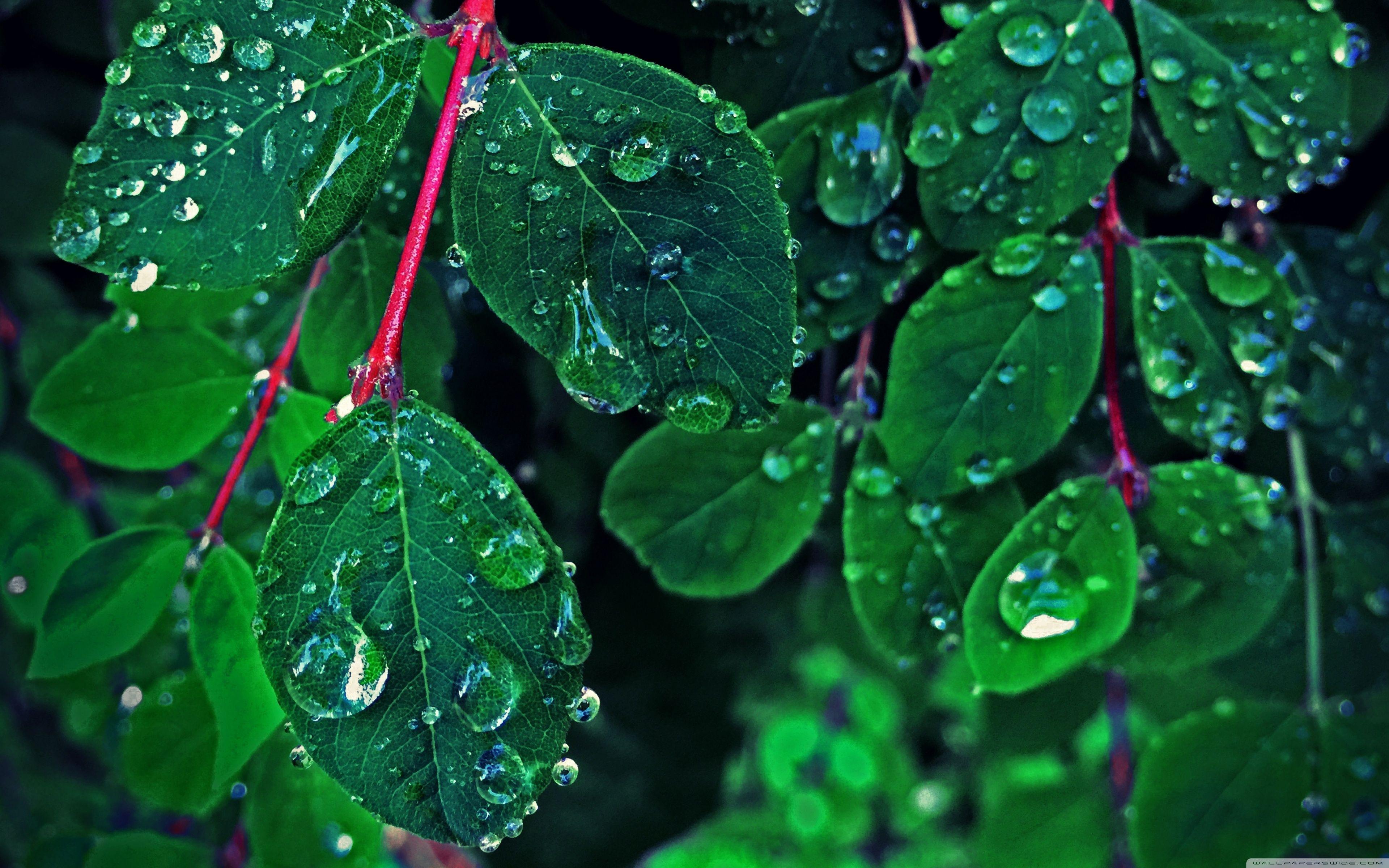 3840x2400 Rain On The Leaves Ultra HD Desktop Background Wallpaper for 4K