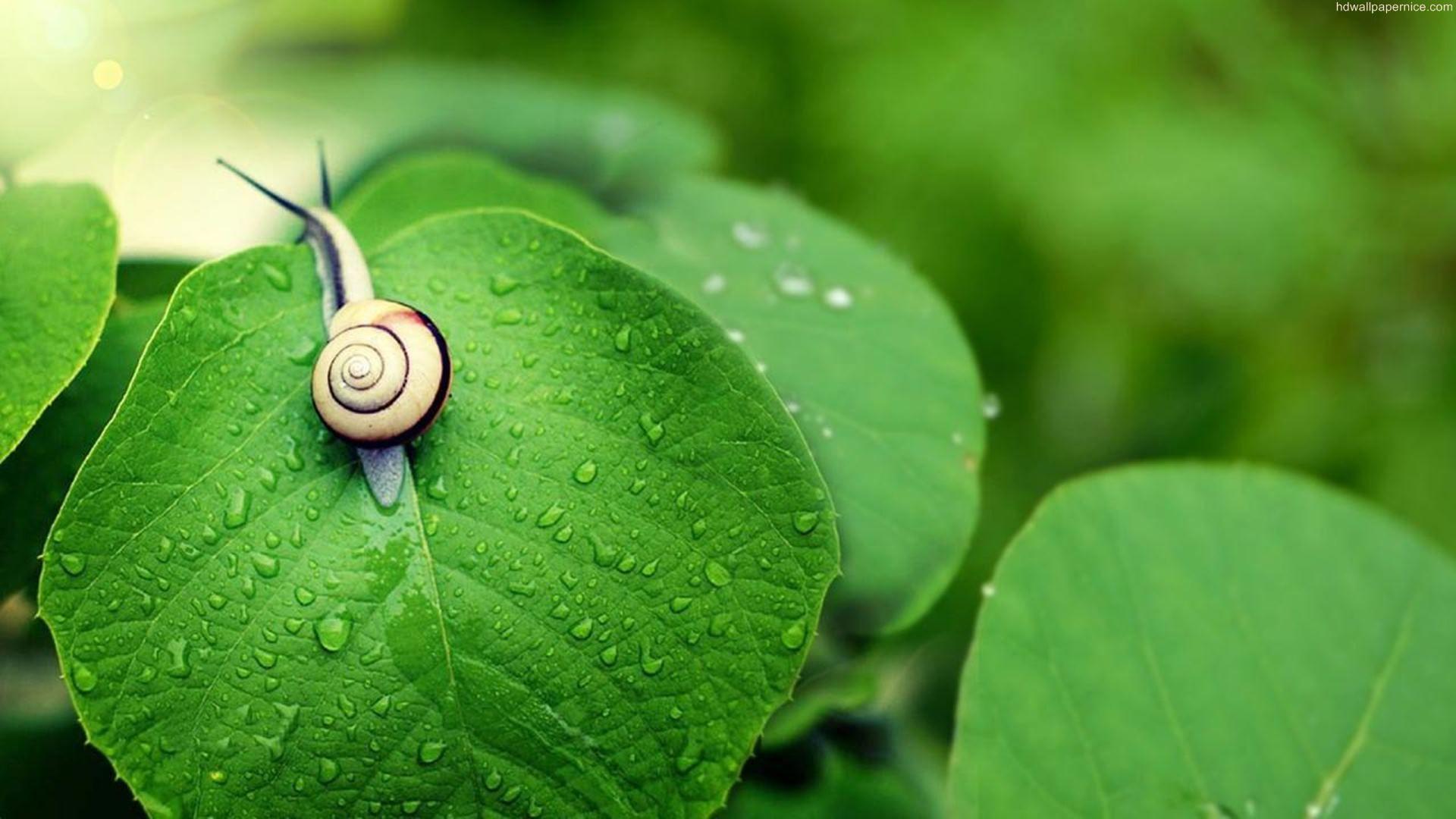 1920x1080 Rainy Season Snail HD Wallpaper