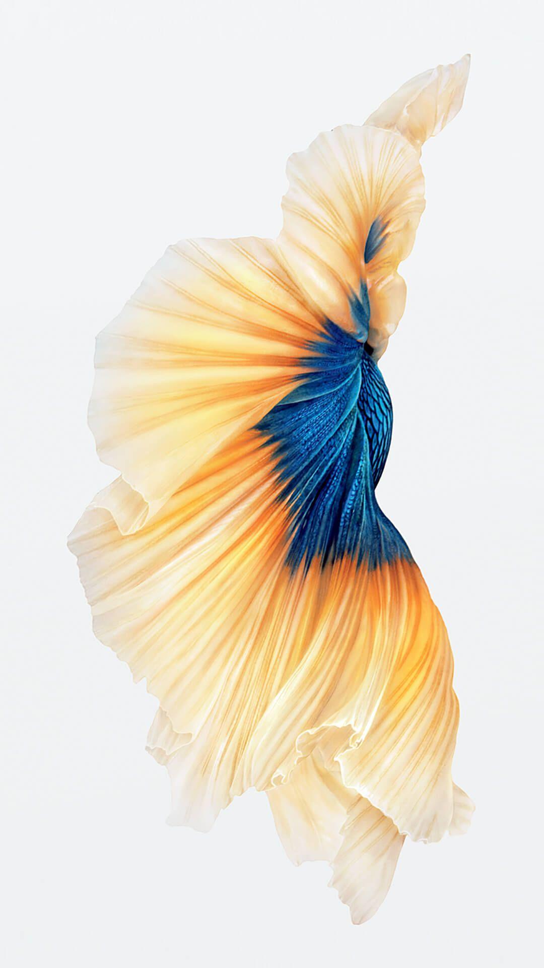 1080x1921 iPhone 7 Wallpaper Download