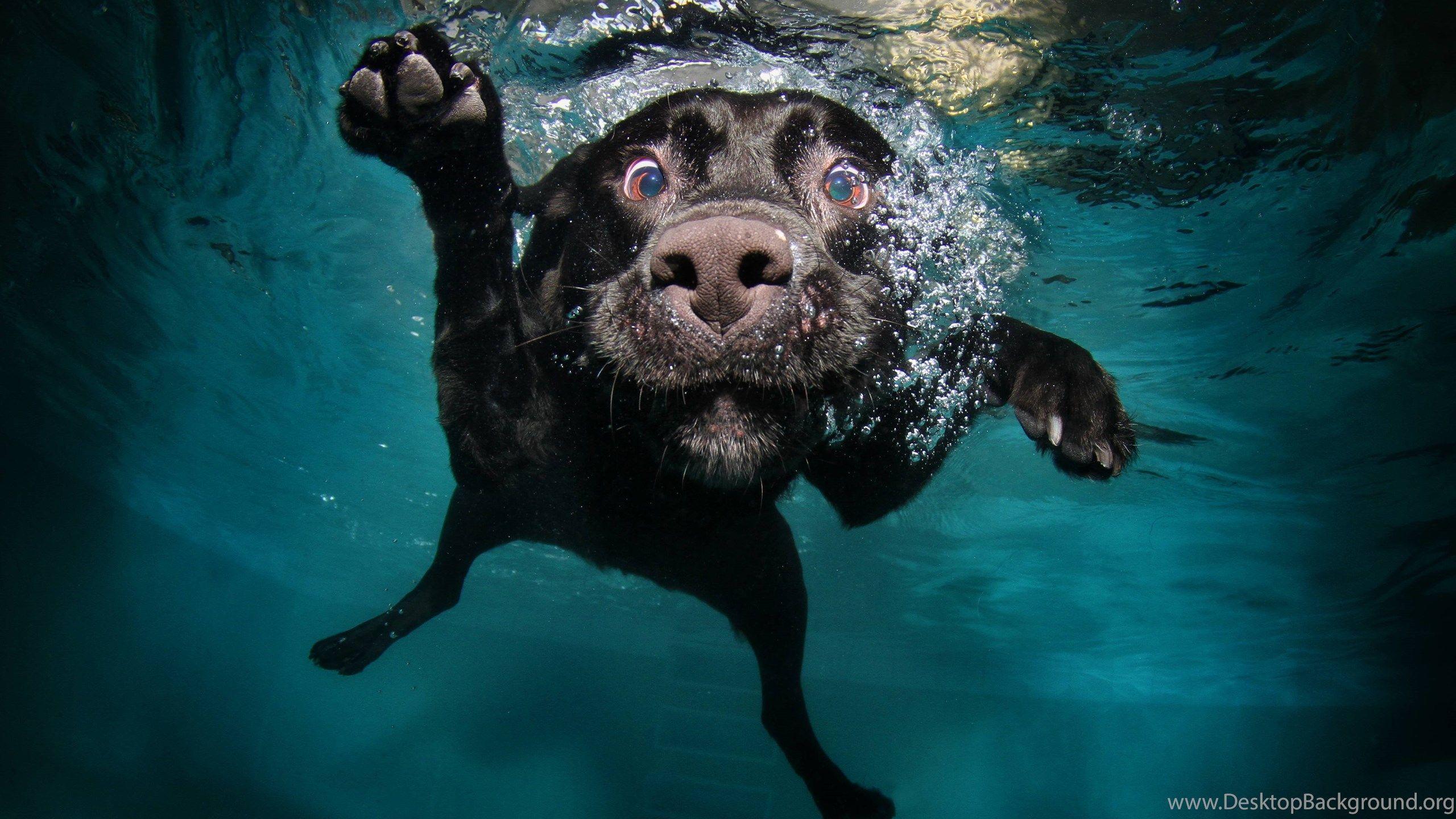 2560x1440 Download Cool Dogs Image HD