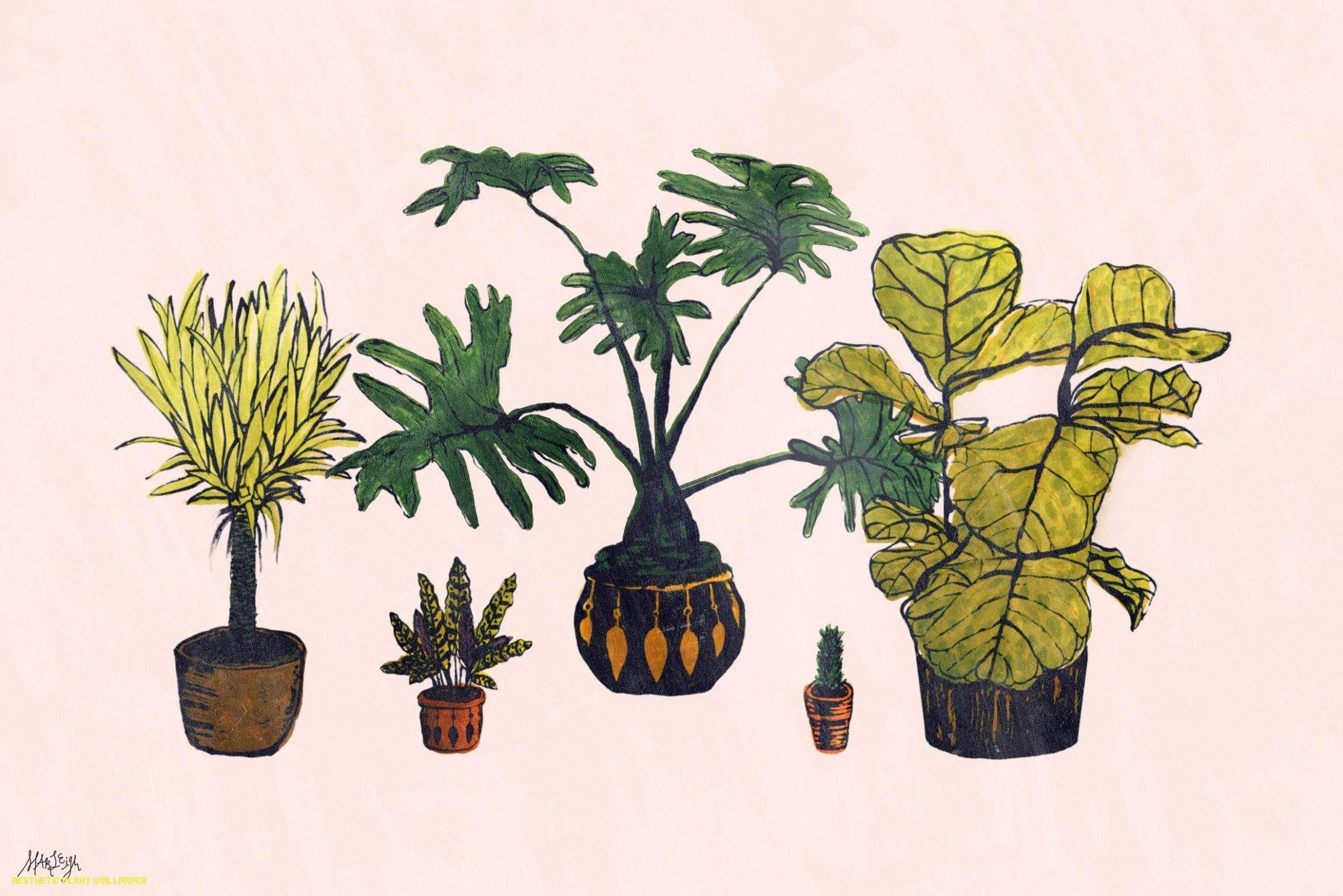 2231x1489 Plant Aesthetic Wallpaper