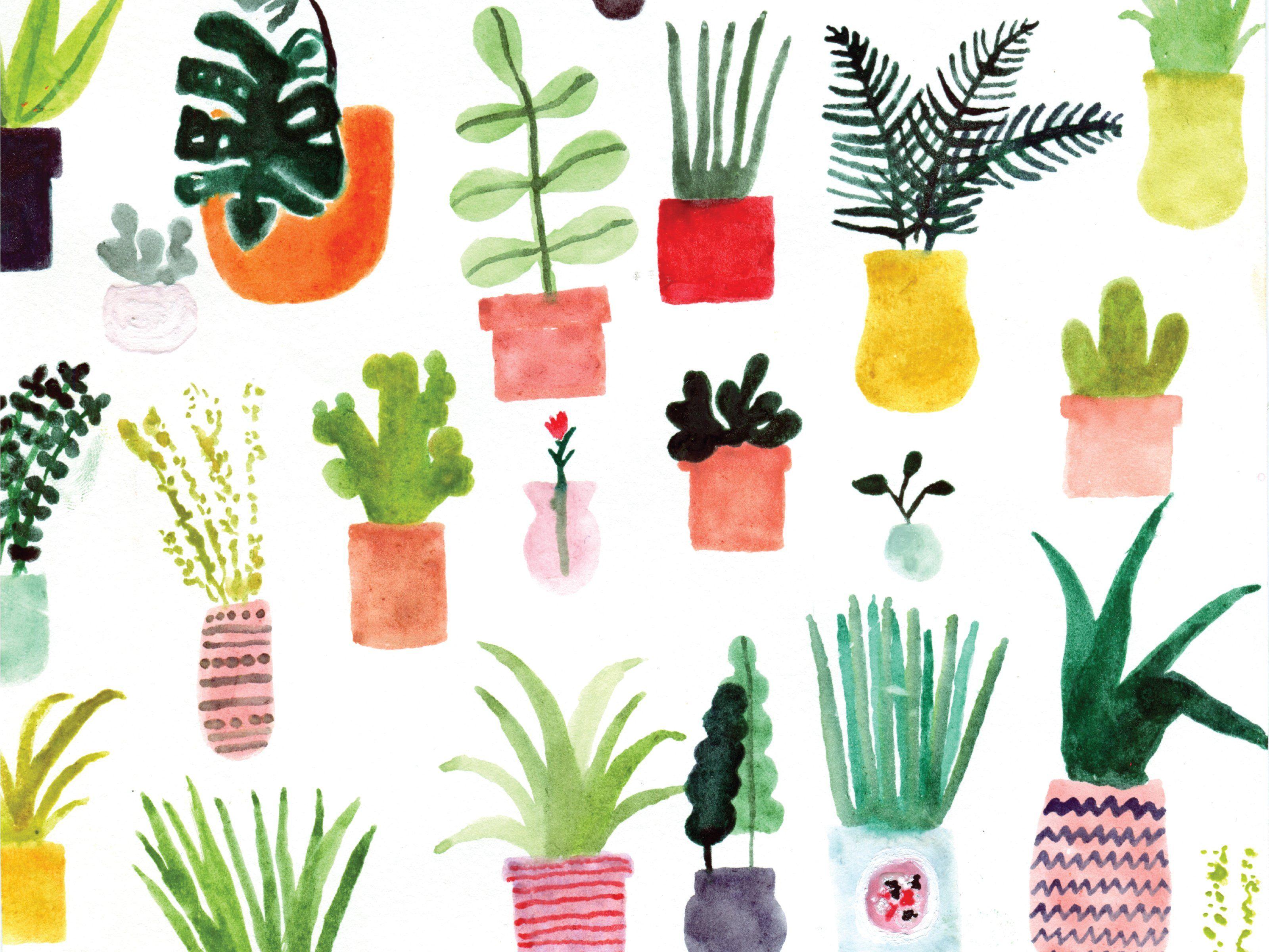 3200x2400 Desktop Succulents Wallpaper