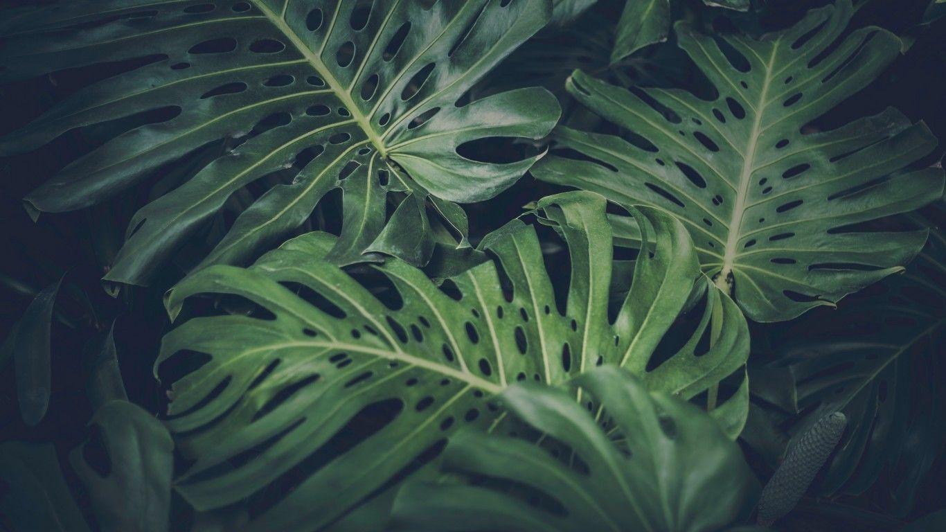 1366x768 Download 1366x768 Leaves, Plants, Close Up Wallpaper For Laptop