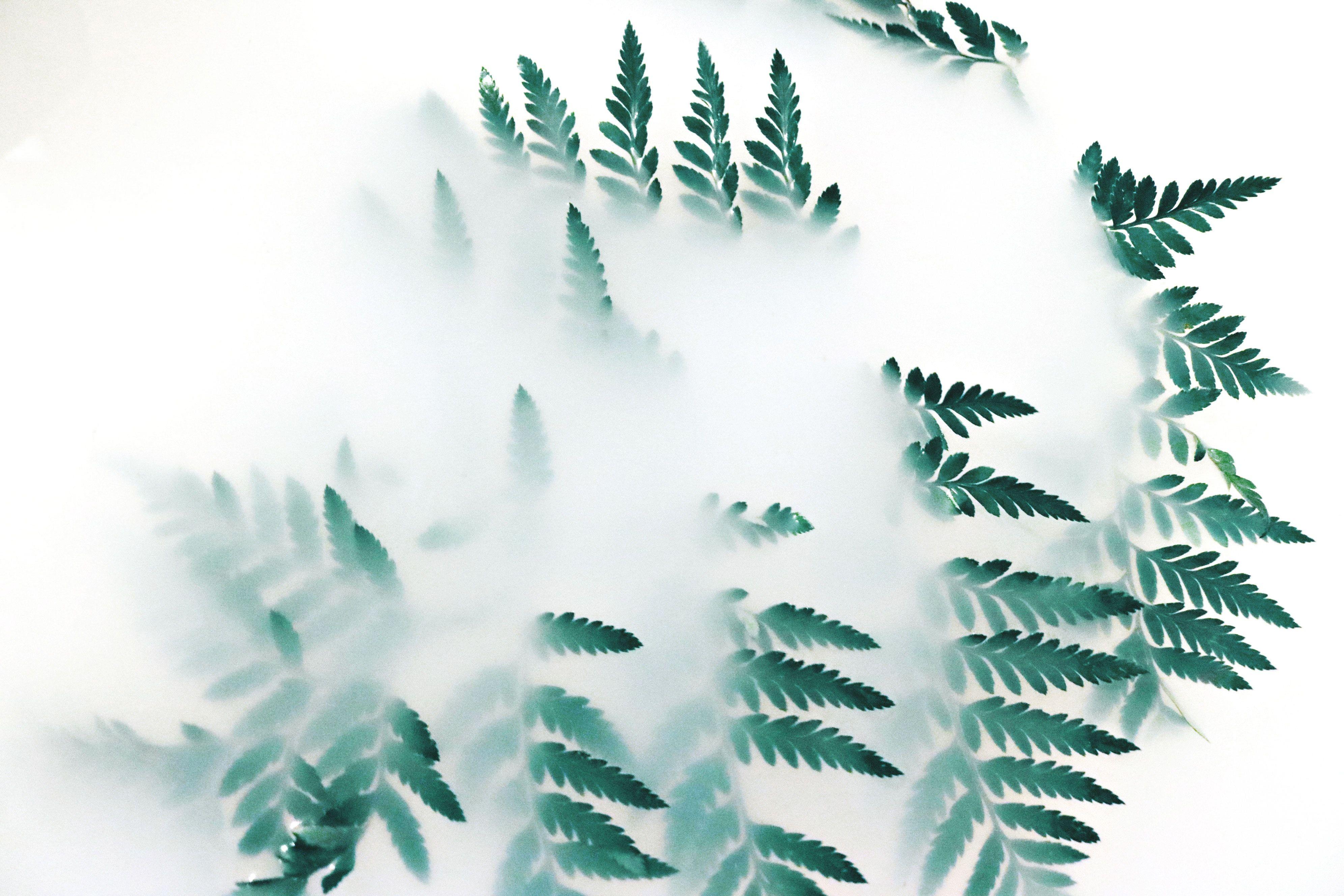 3984x2656 Green Leaf Plants Fog 4k Laptop HD HD 4k Wallpaper