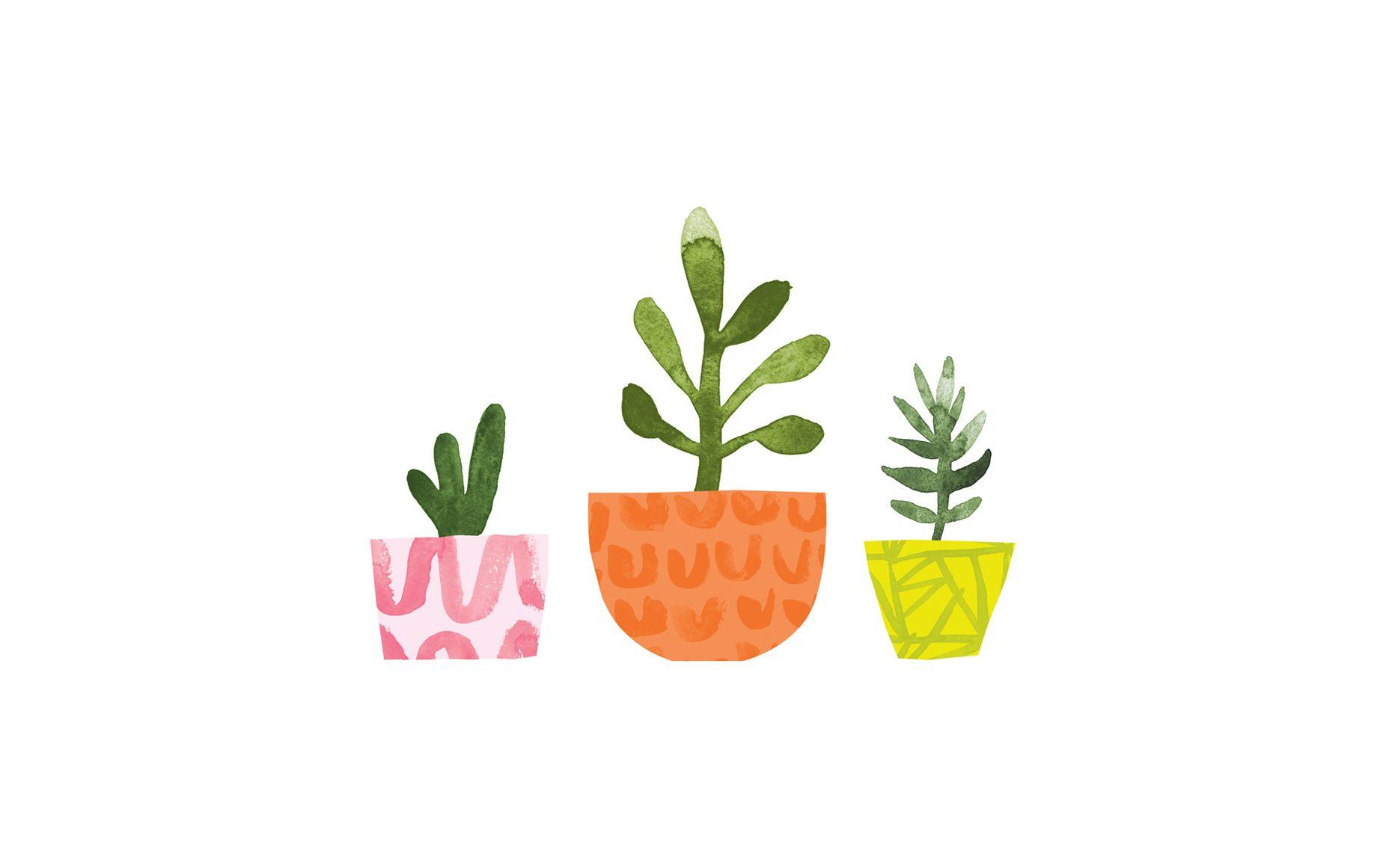 1856x1161 Potted Plant Wallpaper. Spotted