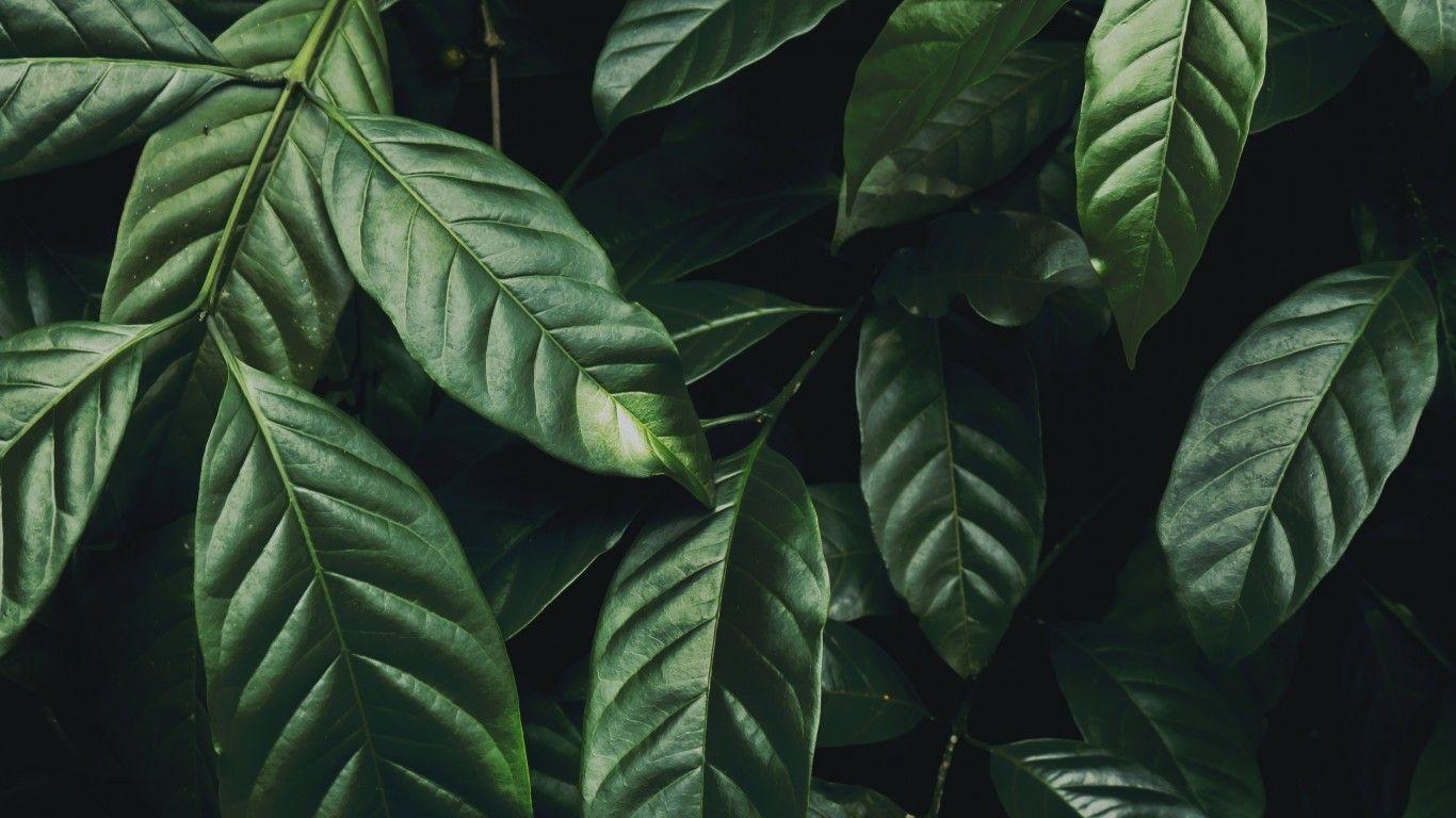 1366x768 Download 1366x768 Green Leaves, Plants Wallpaper for Laptop