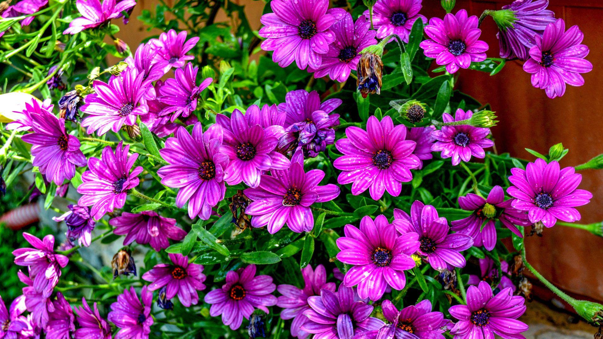 1920x1080 Osteospermum Wildflower Purple Flower Year Plant 4k Ultra HD