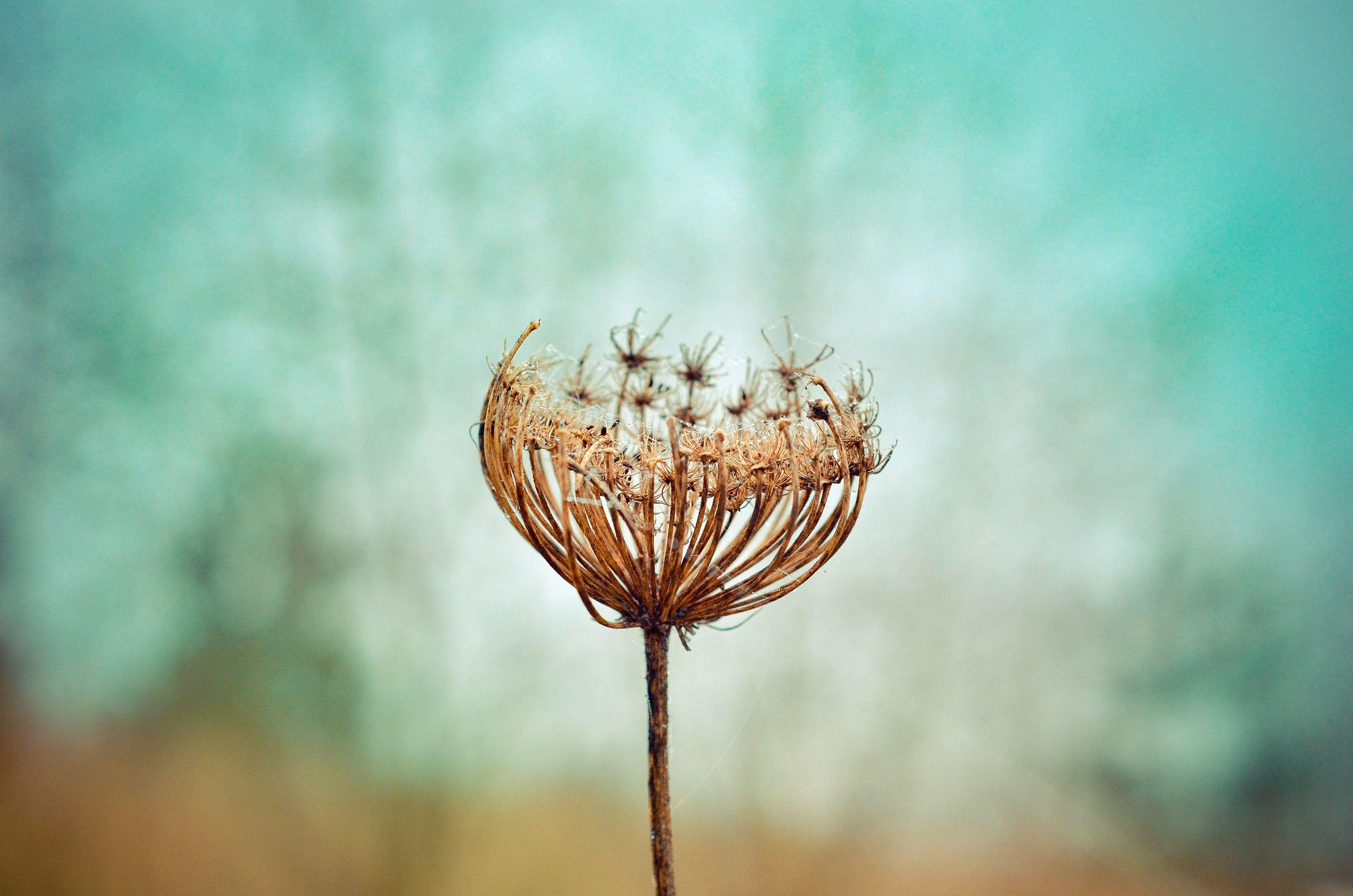 3000x1987 Dandelion Plants Laptop Full HD 1080P HD 4k Wallpaper