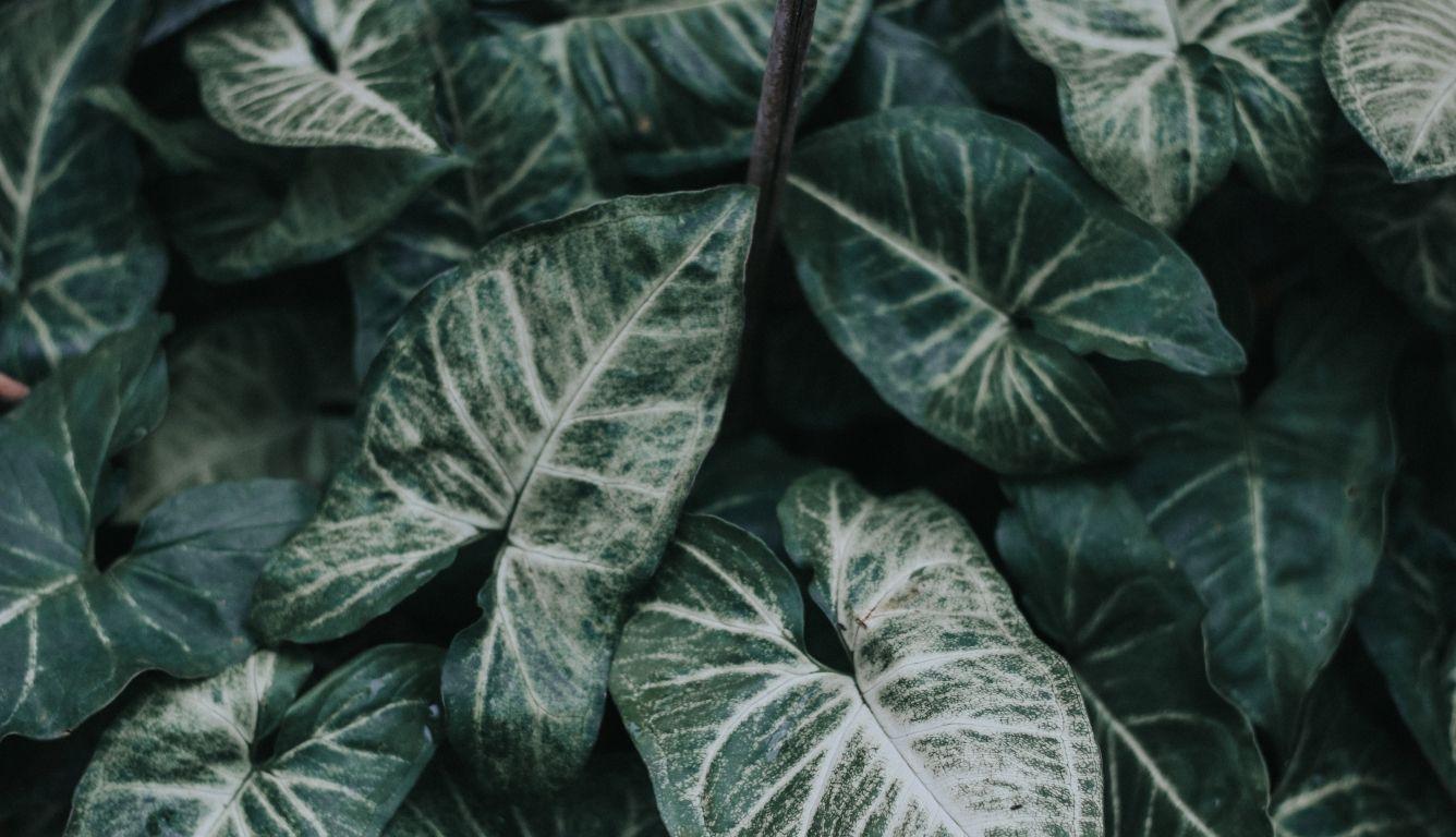 1336x768 leaves, plant, garden HD Laptop Wallpaper, HD Nature 4K