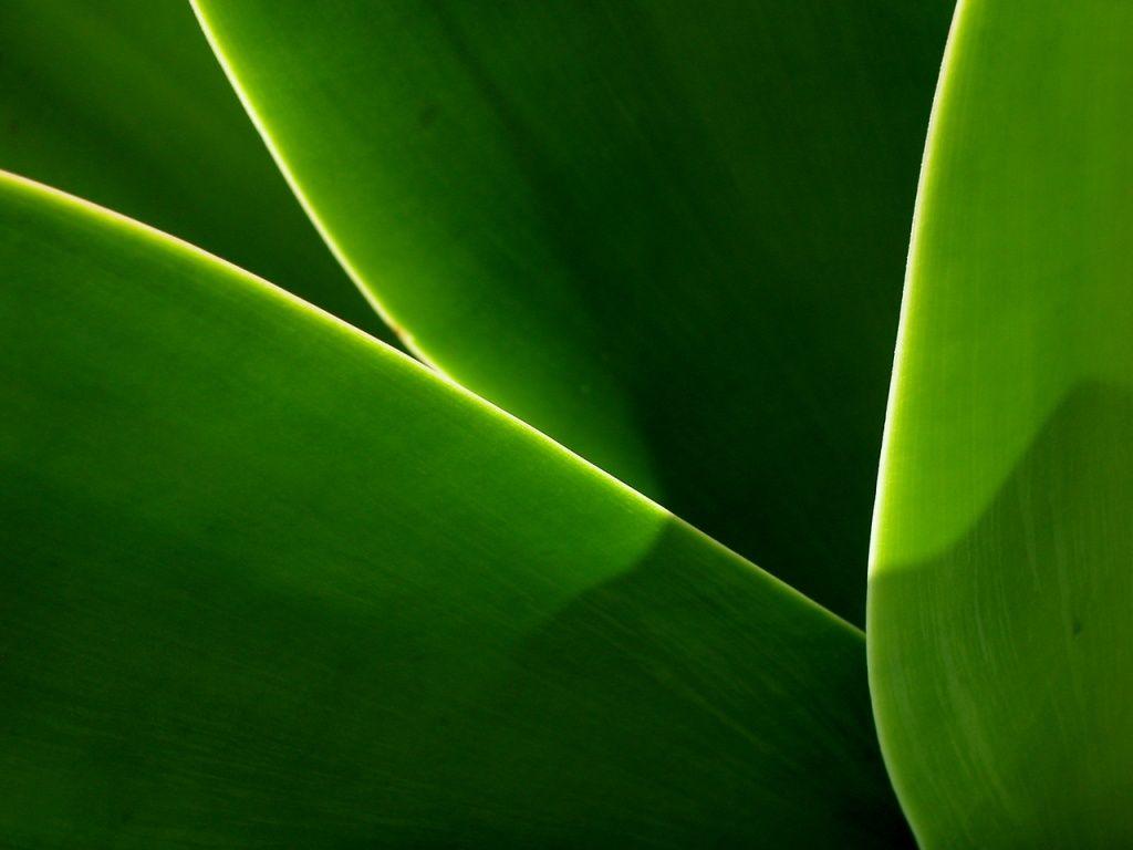 1024x768 FREE ANIMATION: LEAF AND WATER HD WALLPAPER
