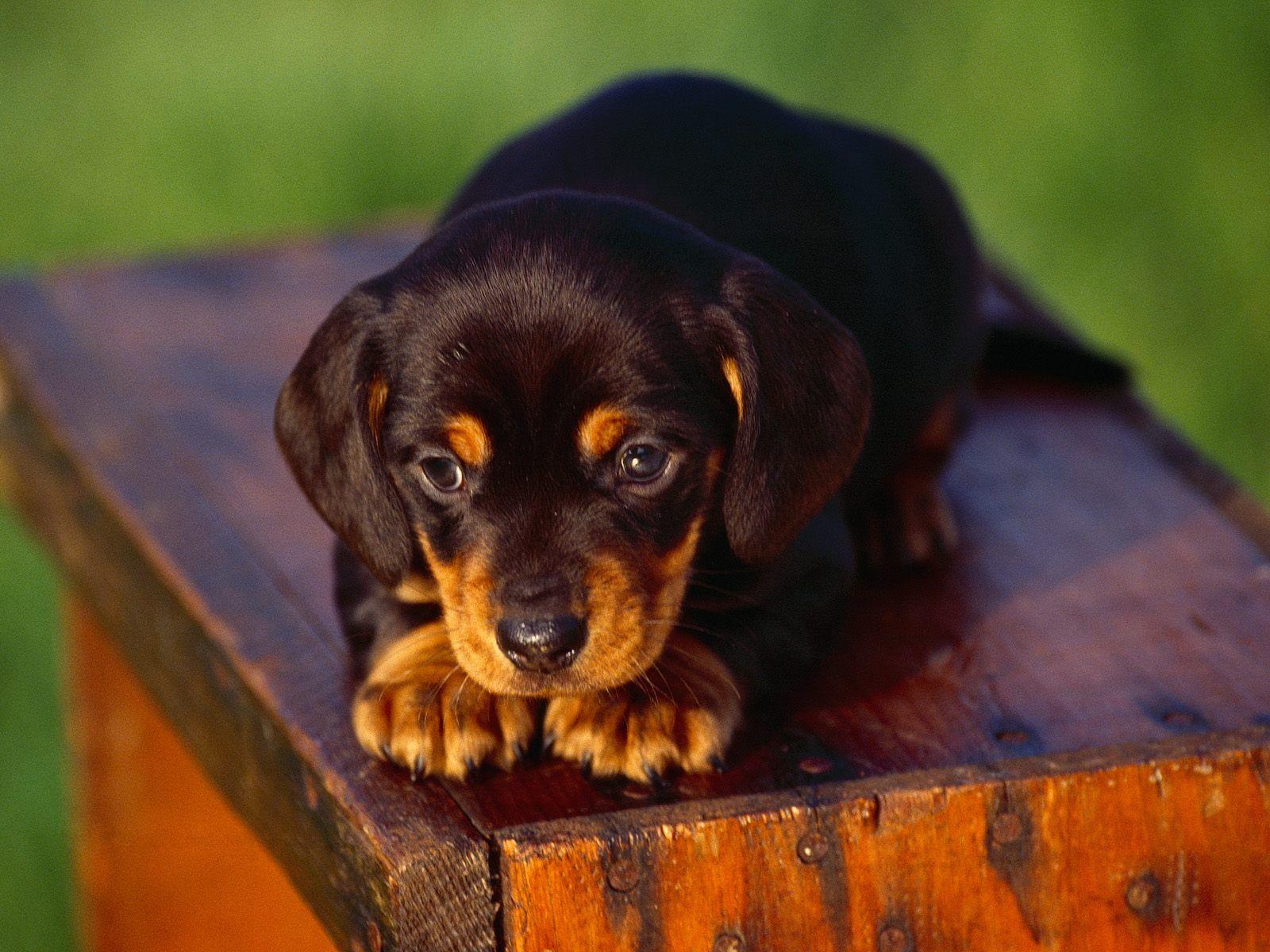 1600x1200 Lovely Bosnian Coarse Haired Hound Puppy Photo And Wallpaper. Beautiful Lovely Bosnian Coarse Haired Hound Puppy Picture