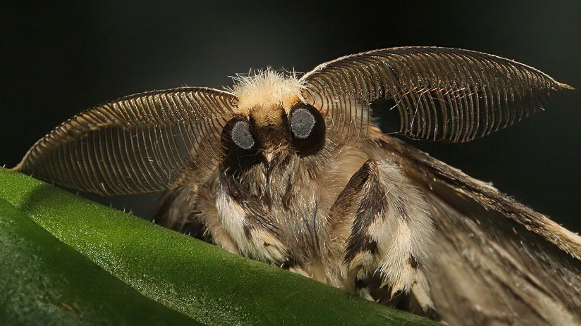1920x1080 Gallery For: Moth Wallpaper, HQ Moth Background