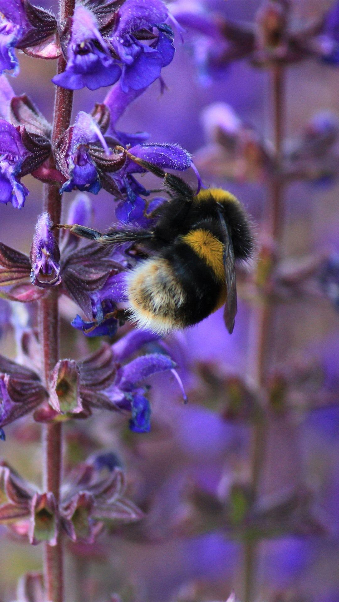 1080x1920 Purple Flowers, Stem, Bee, Insect 1242x2688 IPhone 11 Pro XS Max