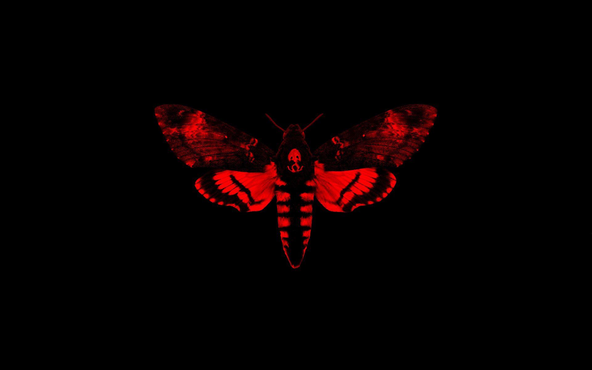 1920x1200 Free download Moth Wallpaper 11 1920 X 1200 stmednet 1920x1200