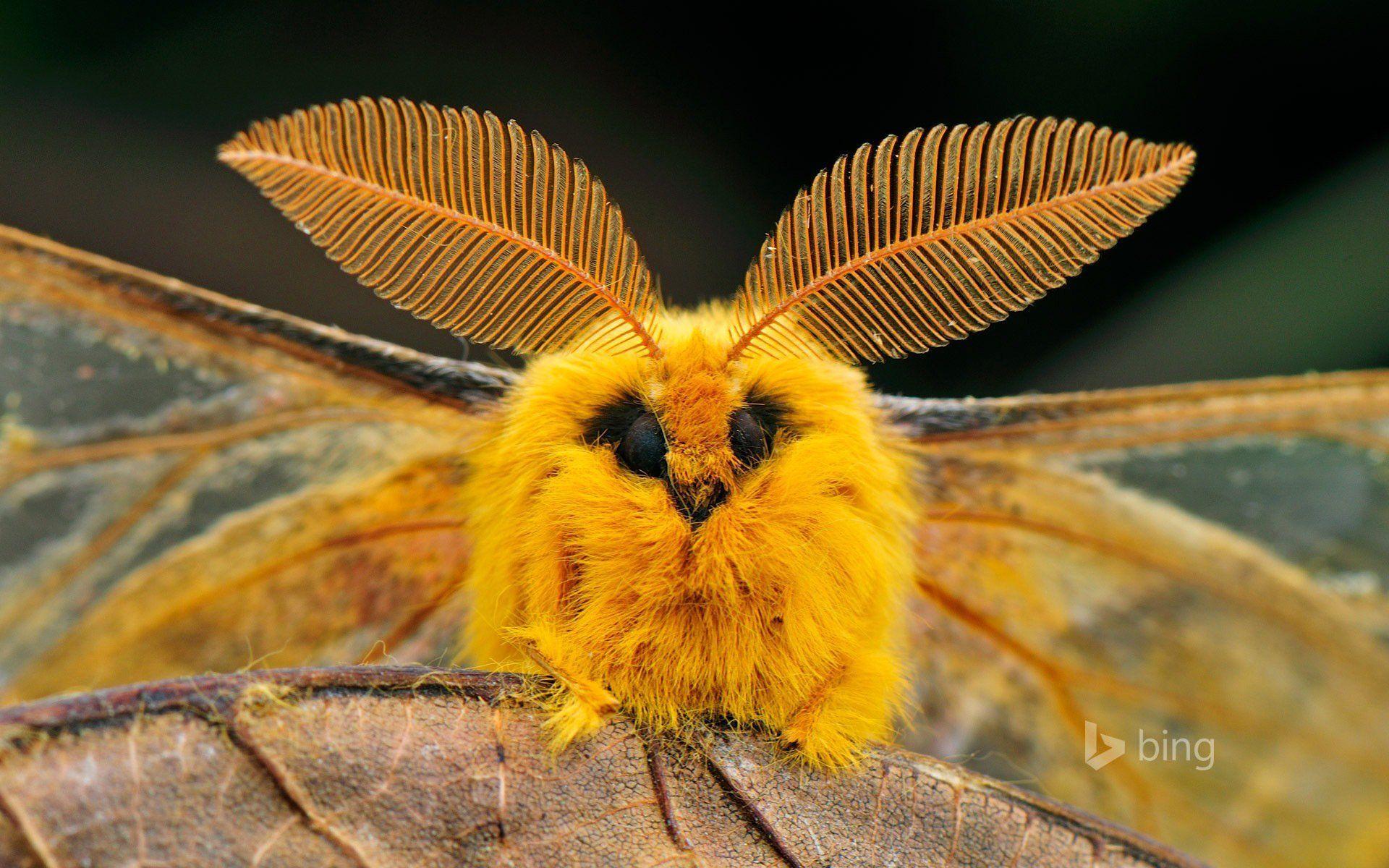 1920x1200 china moth insect eyes wings sheet nature HD wallpaper. Poodle