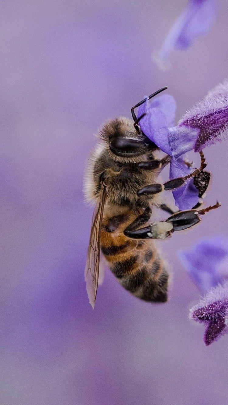 750x1334 Bee standing in a lilac flower HD Wallpaper iPhone 6 / 6S