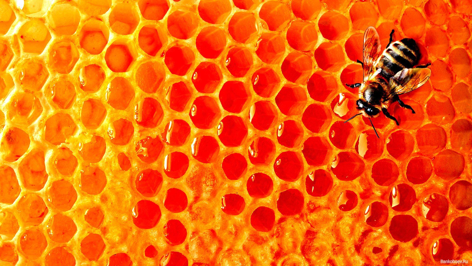 1920x1080 Bumble Bee Background. Bee Wallpaper, Queenbee Wallpaper and St. Patrick Bee Wallpaper