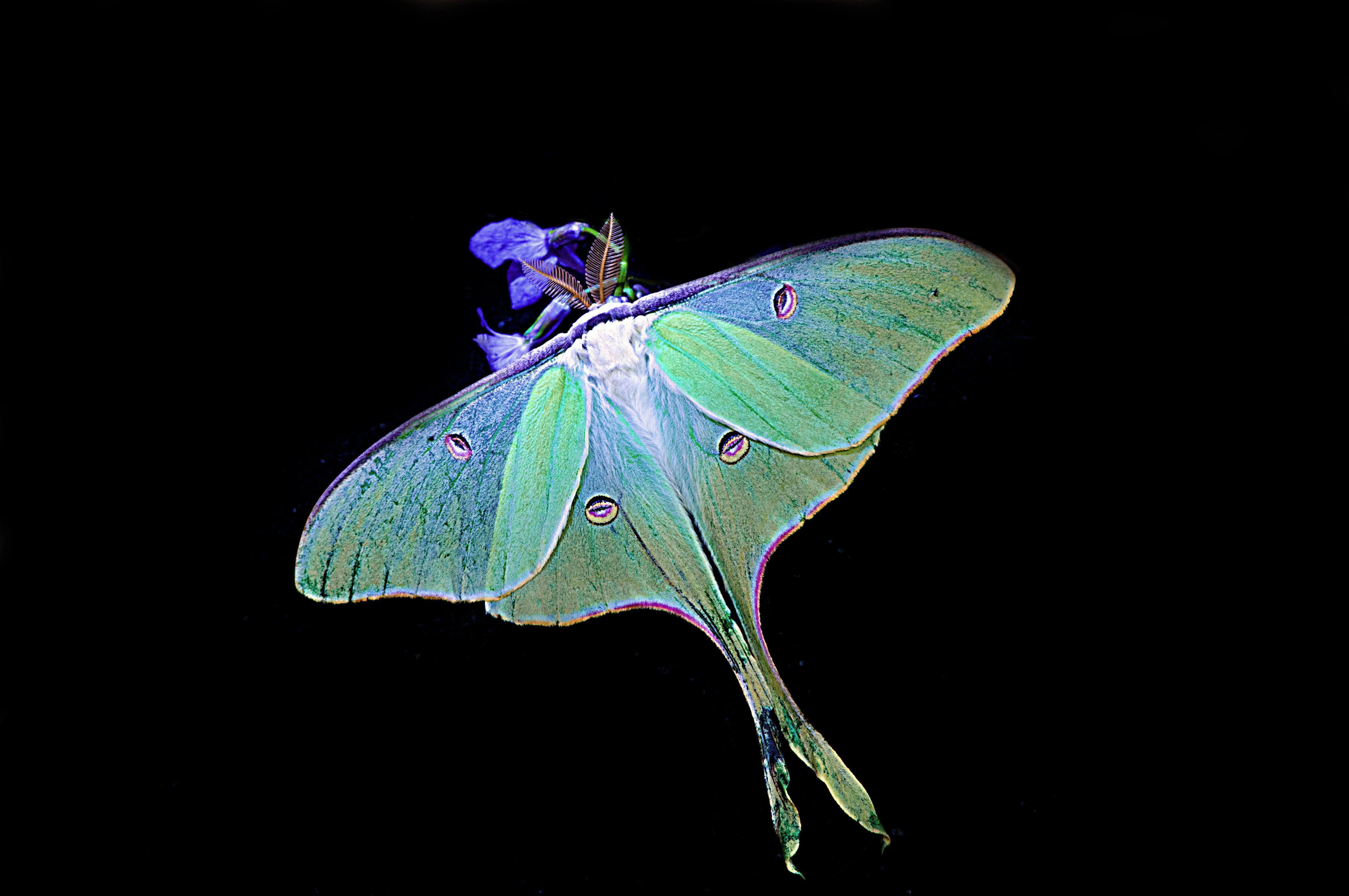 4288x2848 Luna Butterfly Wallpaper