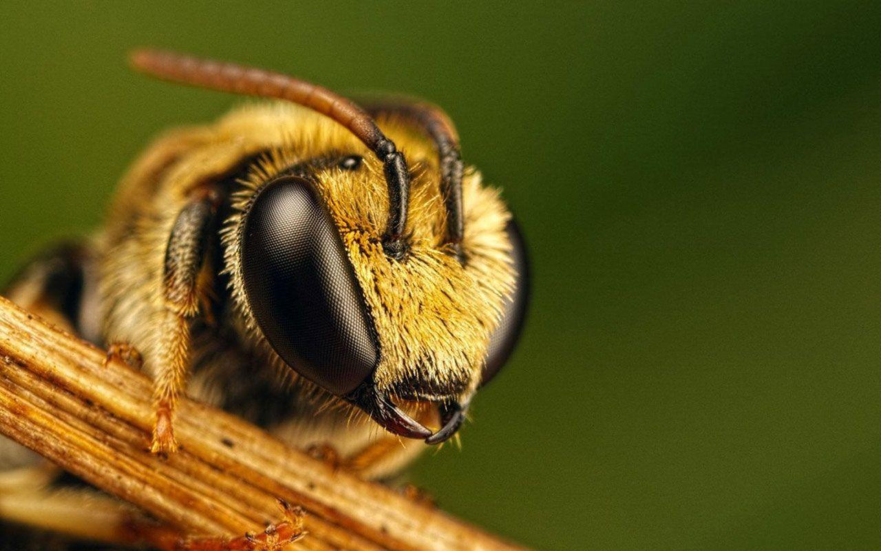 1280x800 Single gene separates queen from workers
