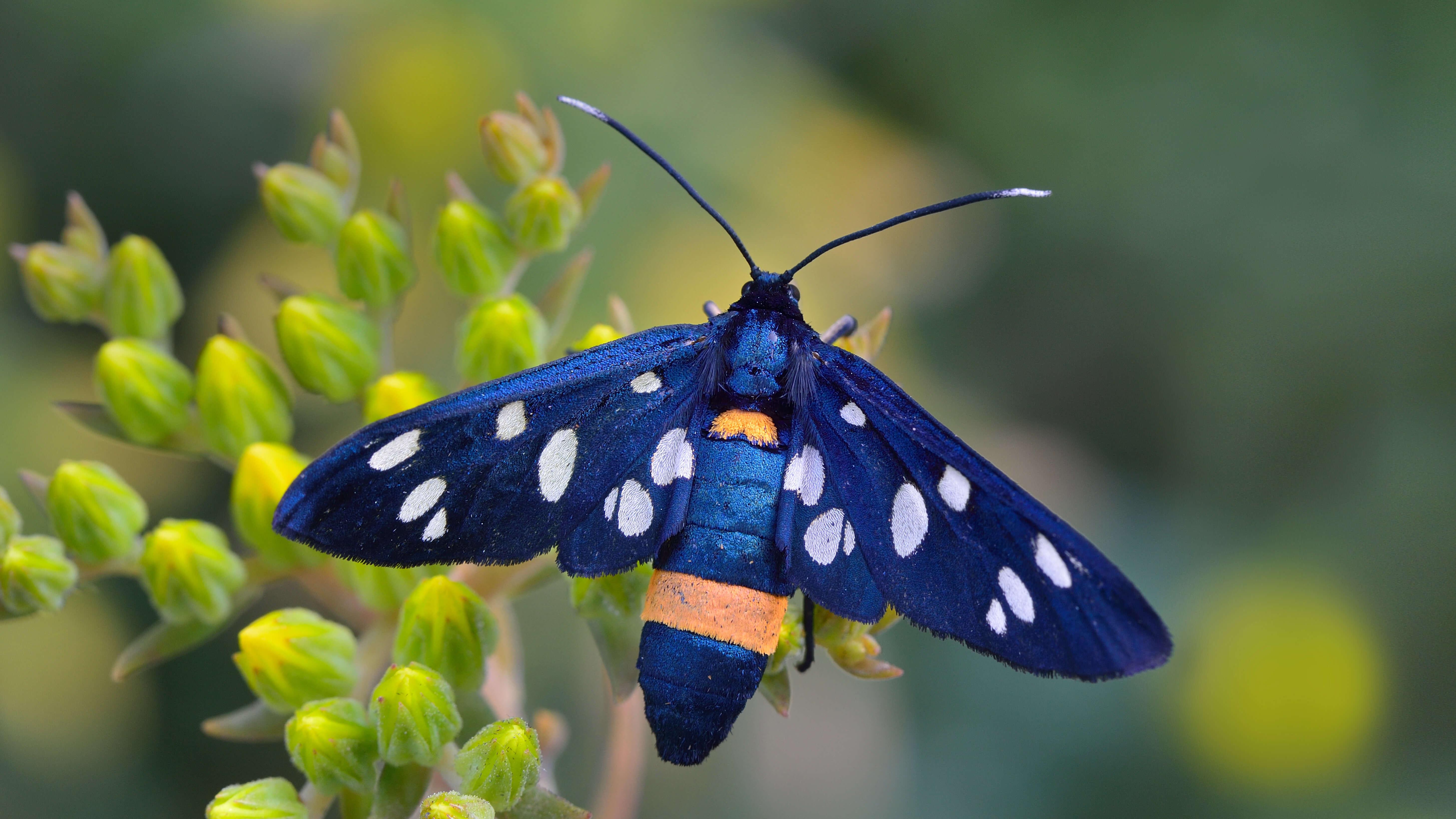 Moth Wallpapers - Top Free Moth Backgrounds - WallpaperAccess