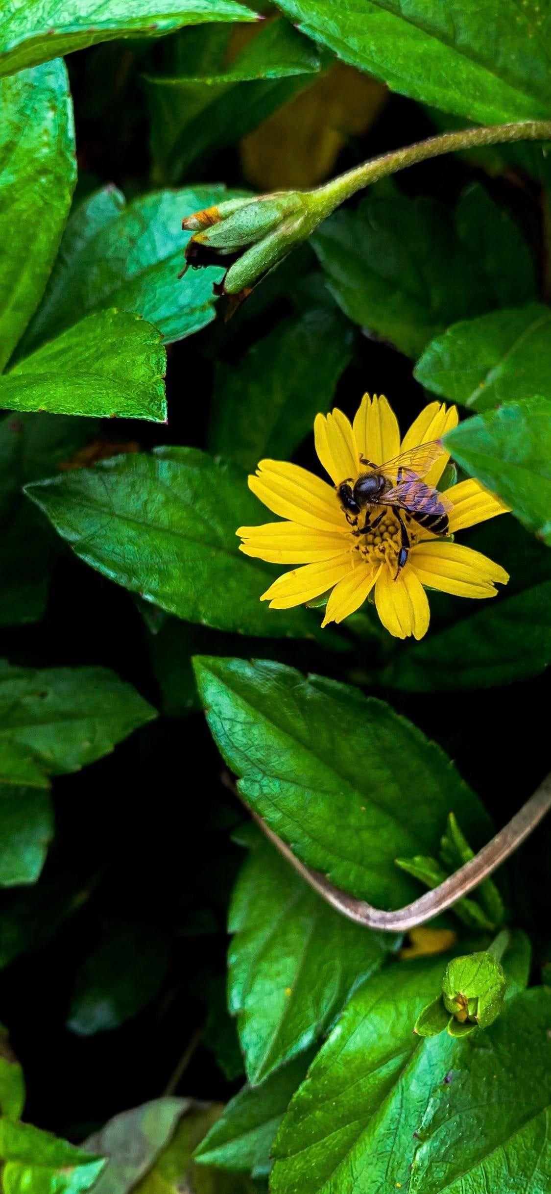 1125x2436 save the bees (not my photo). iPhone X Wallpaper X