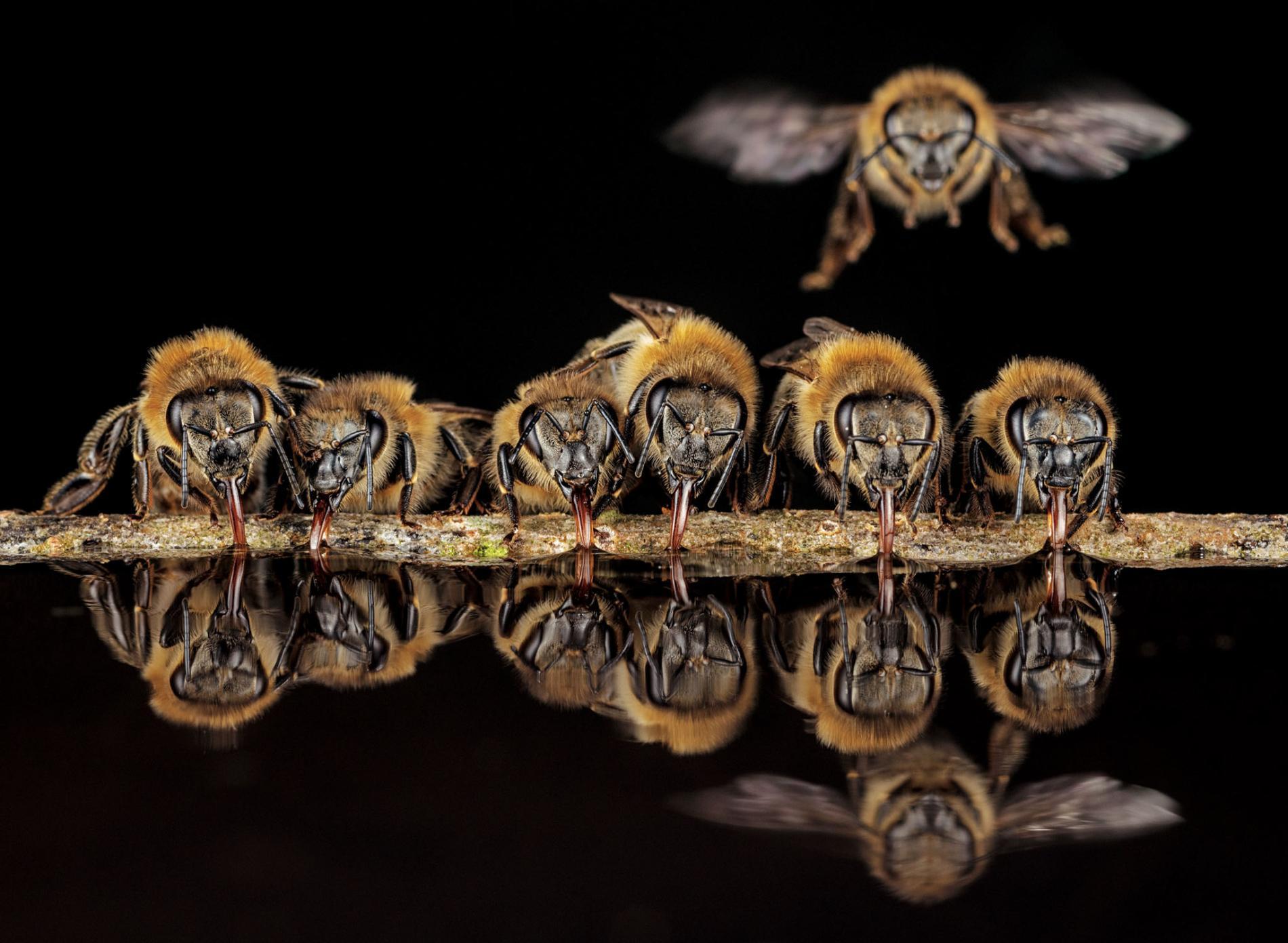 1900x1391 Photos reveal intimate lives of wild honeybees inside a tree
