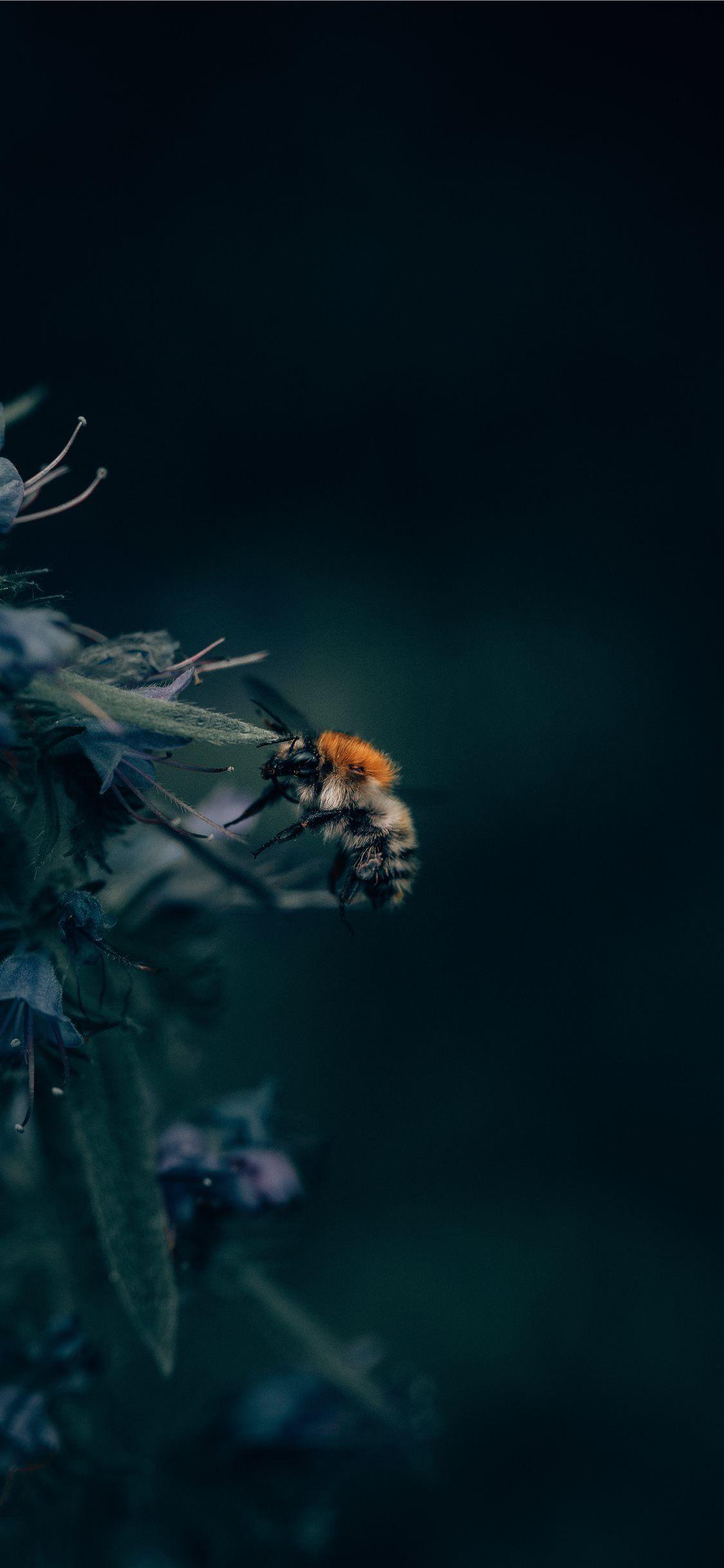1125x2436 Best bee iPhone 11 Wallpaper HD