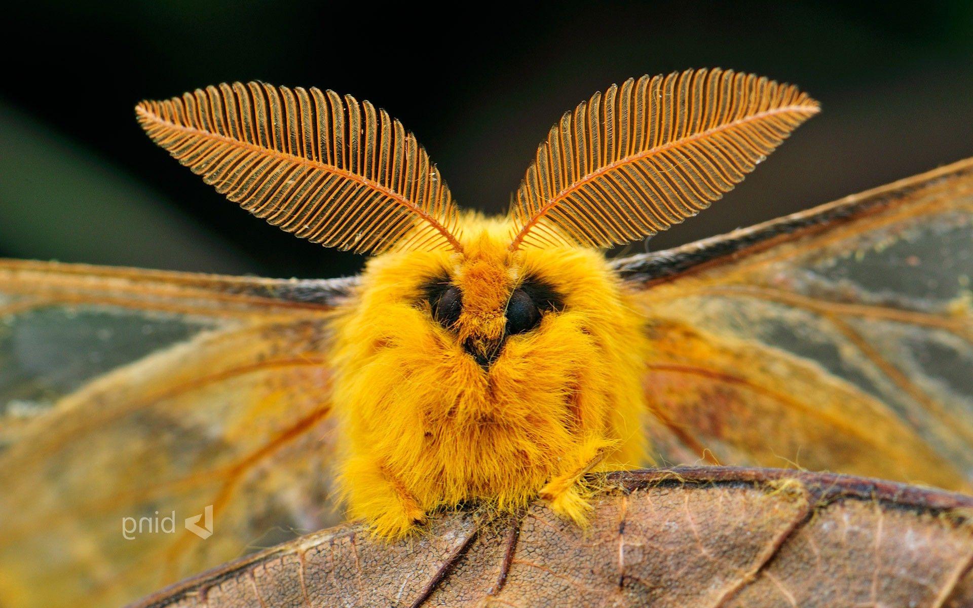 1920x1200 Free download Moth Wallpaper 14 1920 X 1200 stmednet 1920x1200