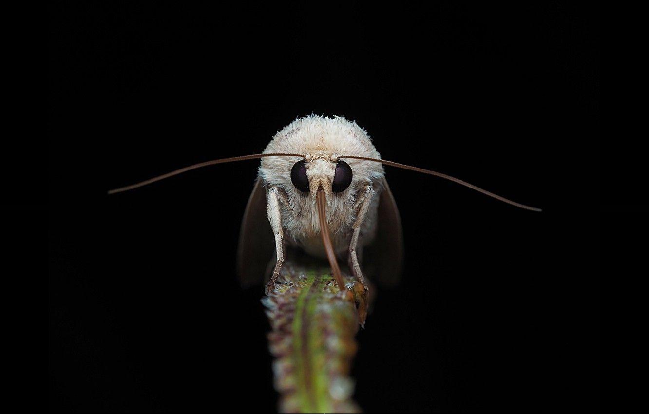 1332x850 Wallpaper nature, butterfly, black background, moth image