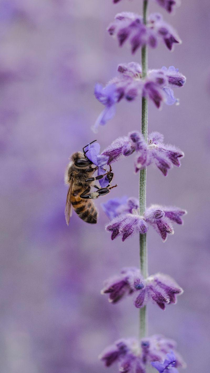 800x1420 Download wallpaper 800x1420 bee, flower, pollination, insect
