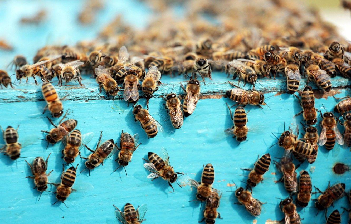 1332x850 Wallpaper nature, beehive, bees image for desktop, section животные